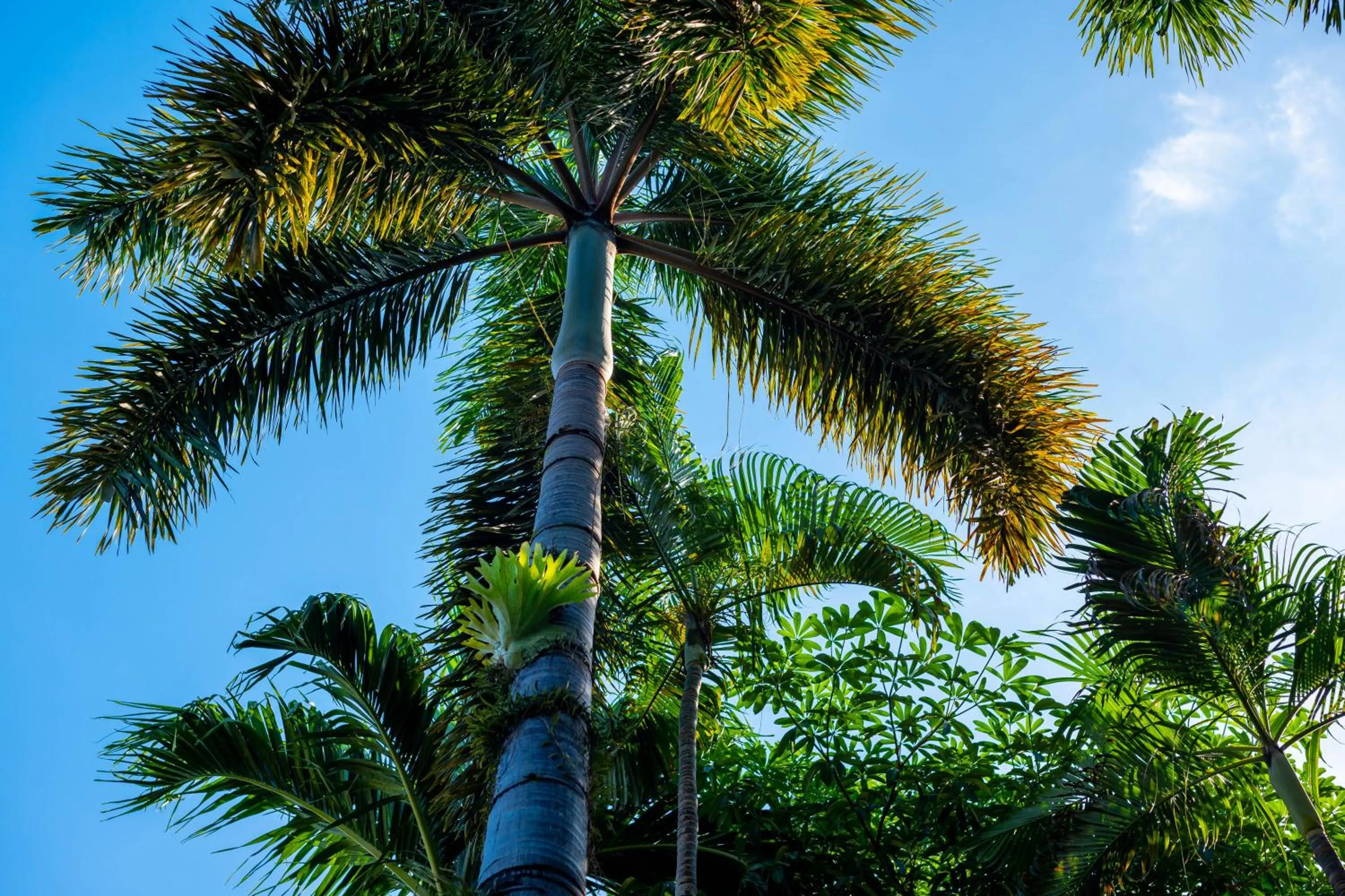 Garden view in Samui Natien Resort