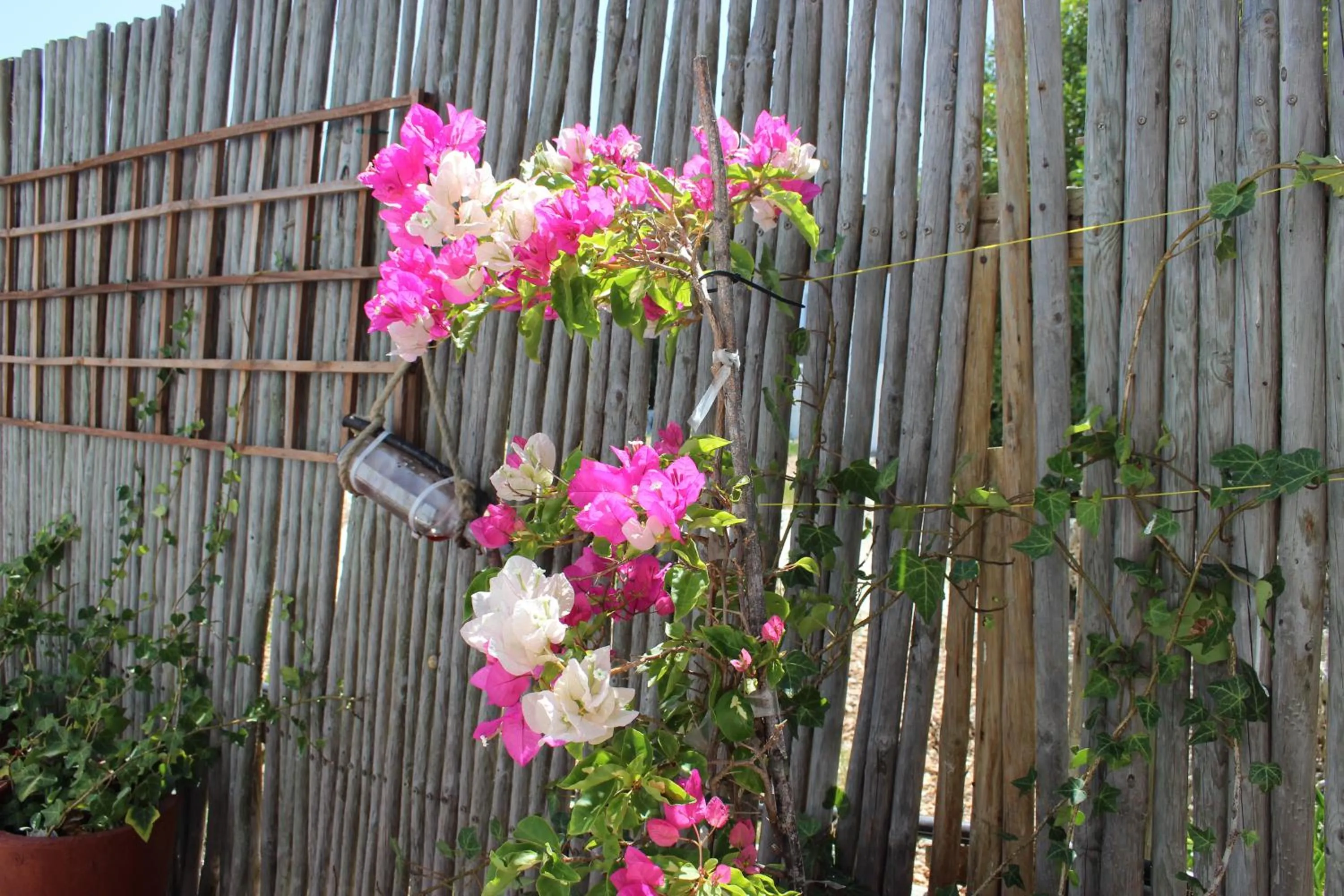 Garden in BlueSky Arniston Guest House