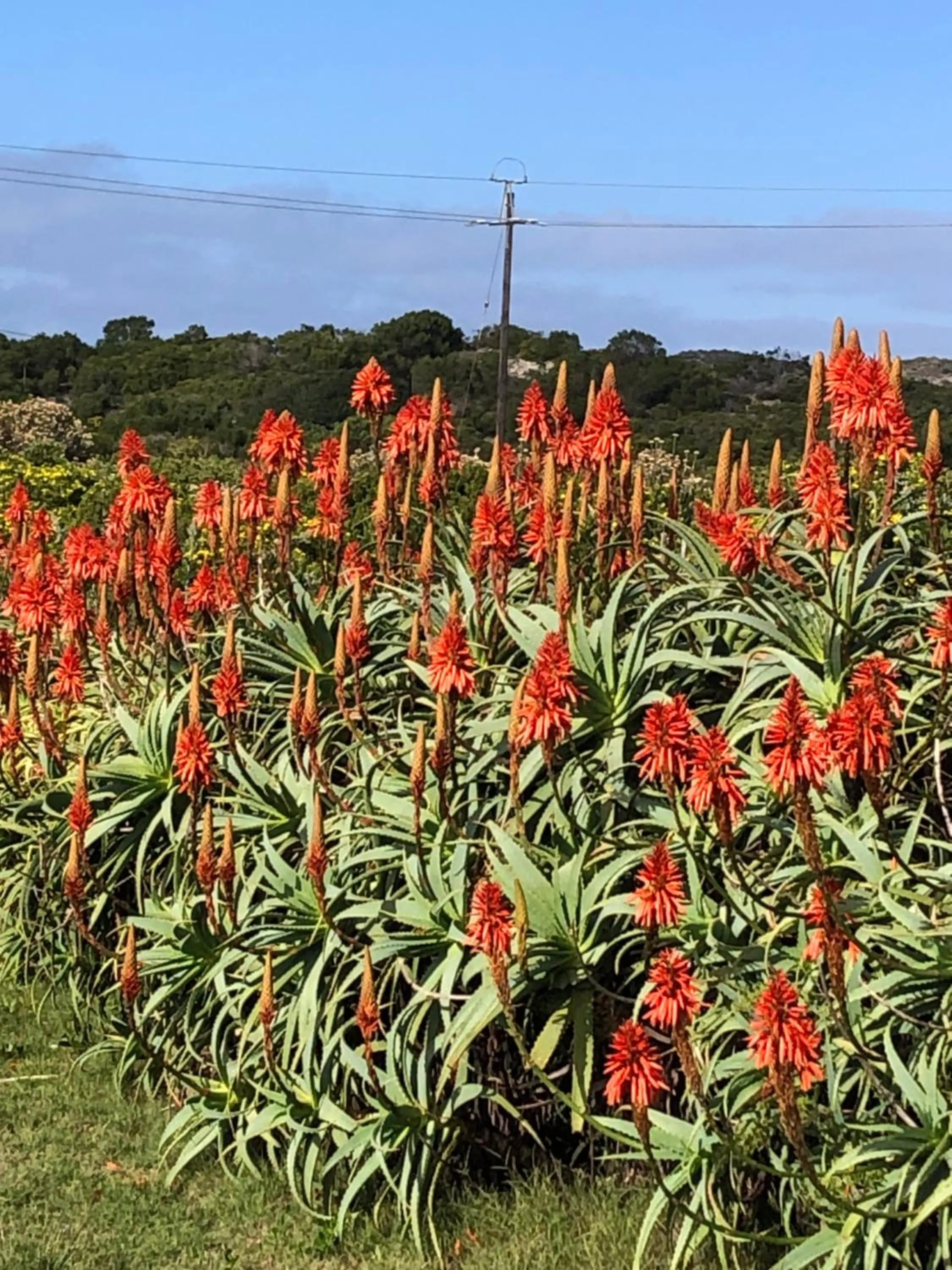 Autumn in BlueSky Arniston Guest House