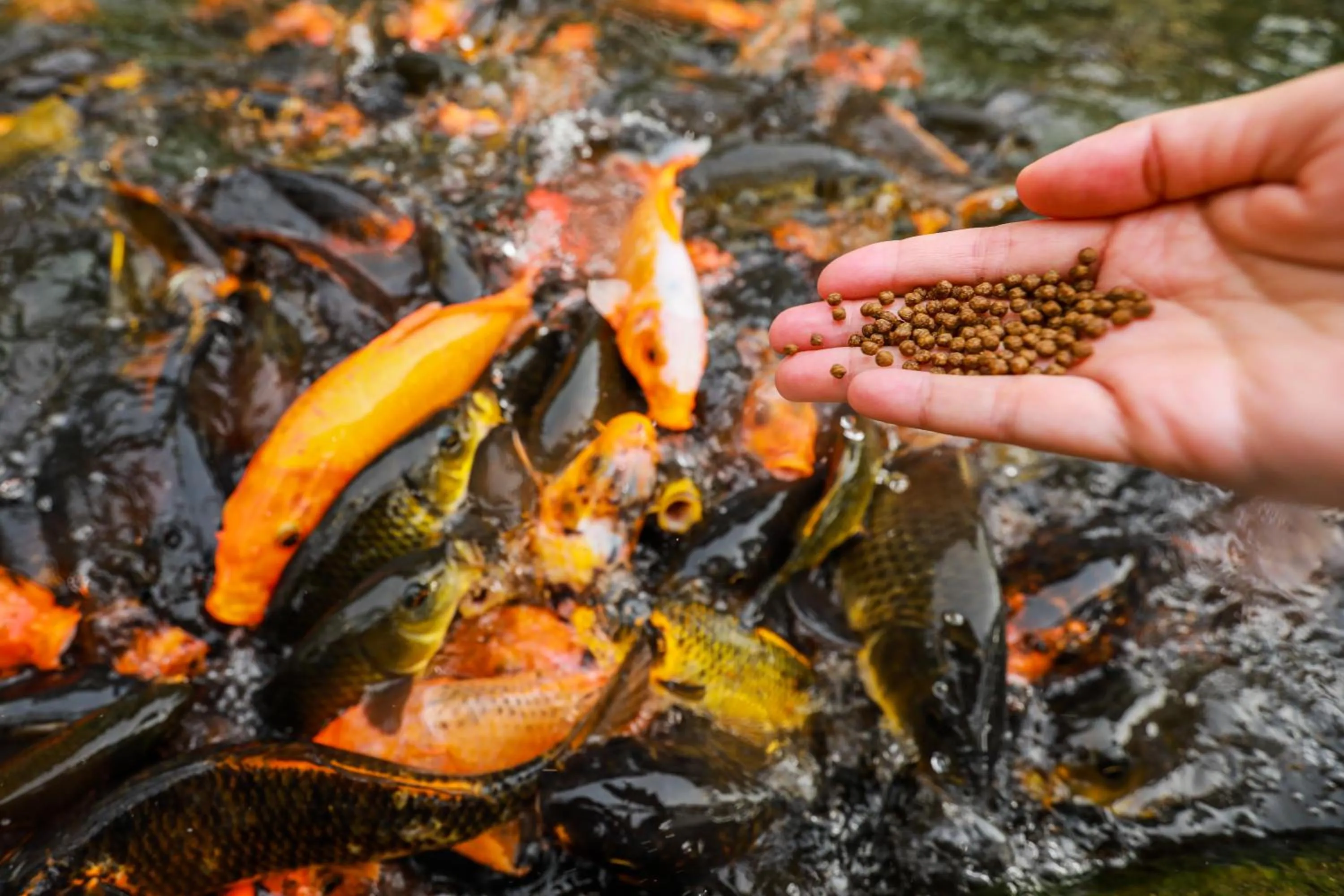 Garden view in Bangi Resort Hotel
