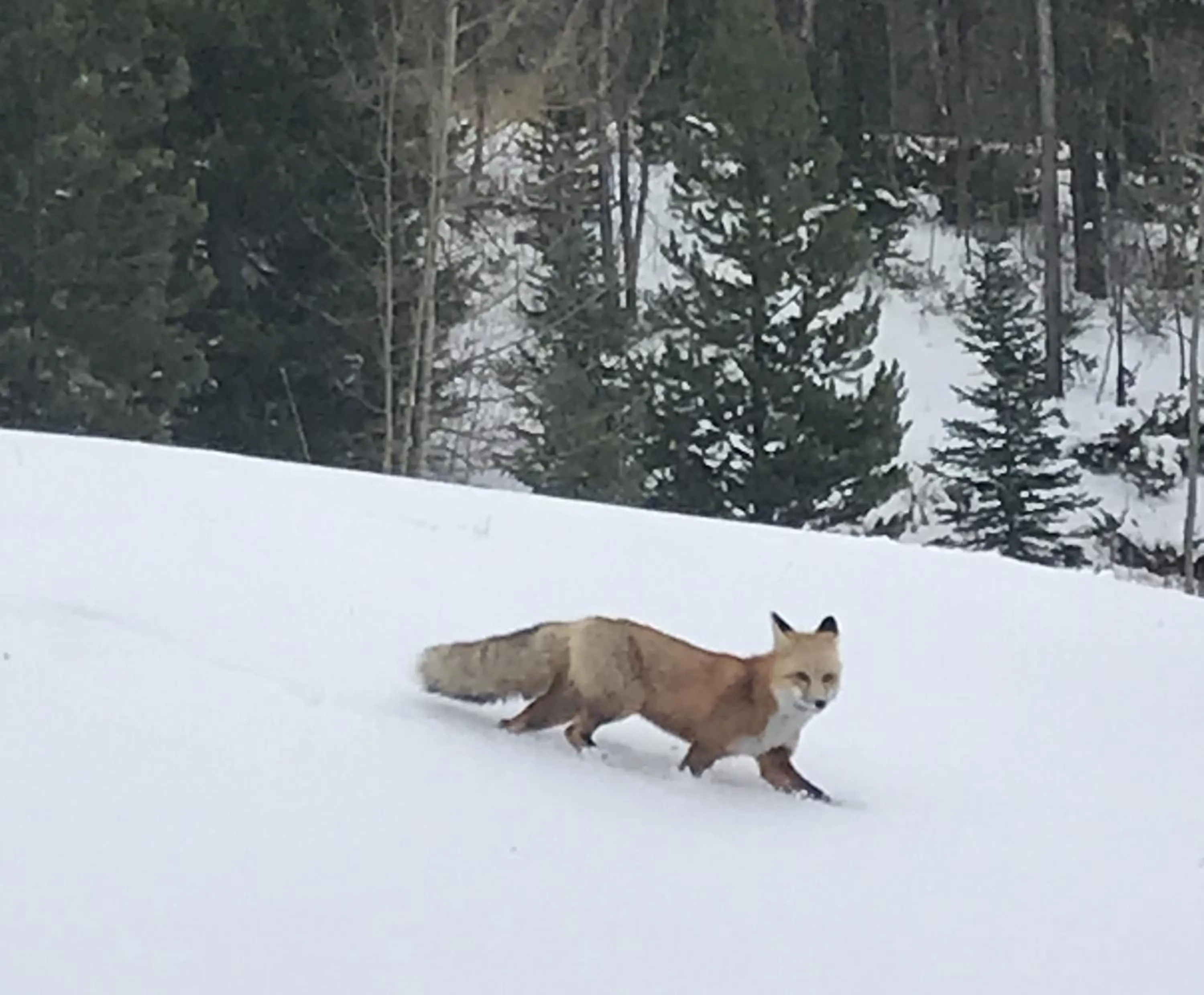 Animals in Hideaway Mountain Lodge