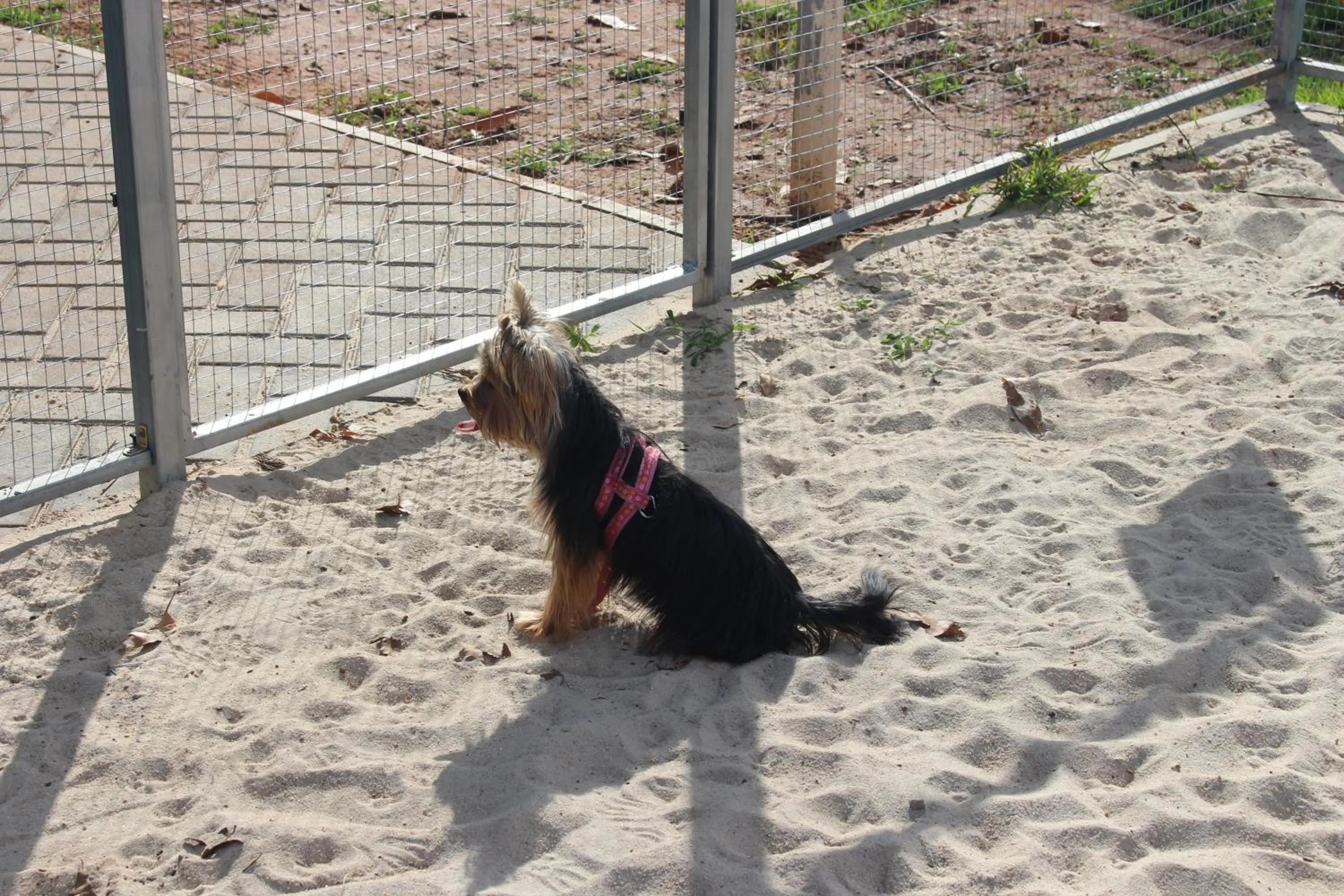 Pets in ibis Styles Rio Preto Monte Libano