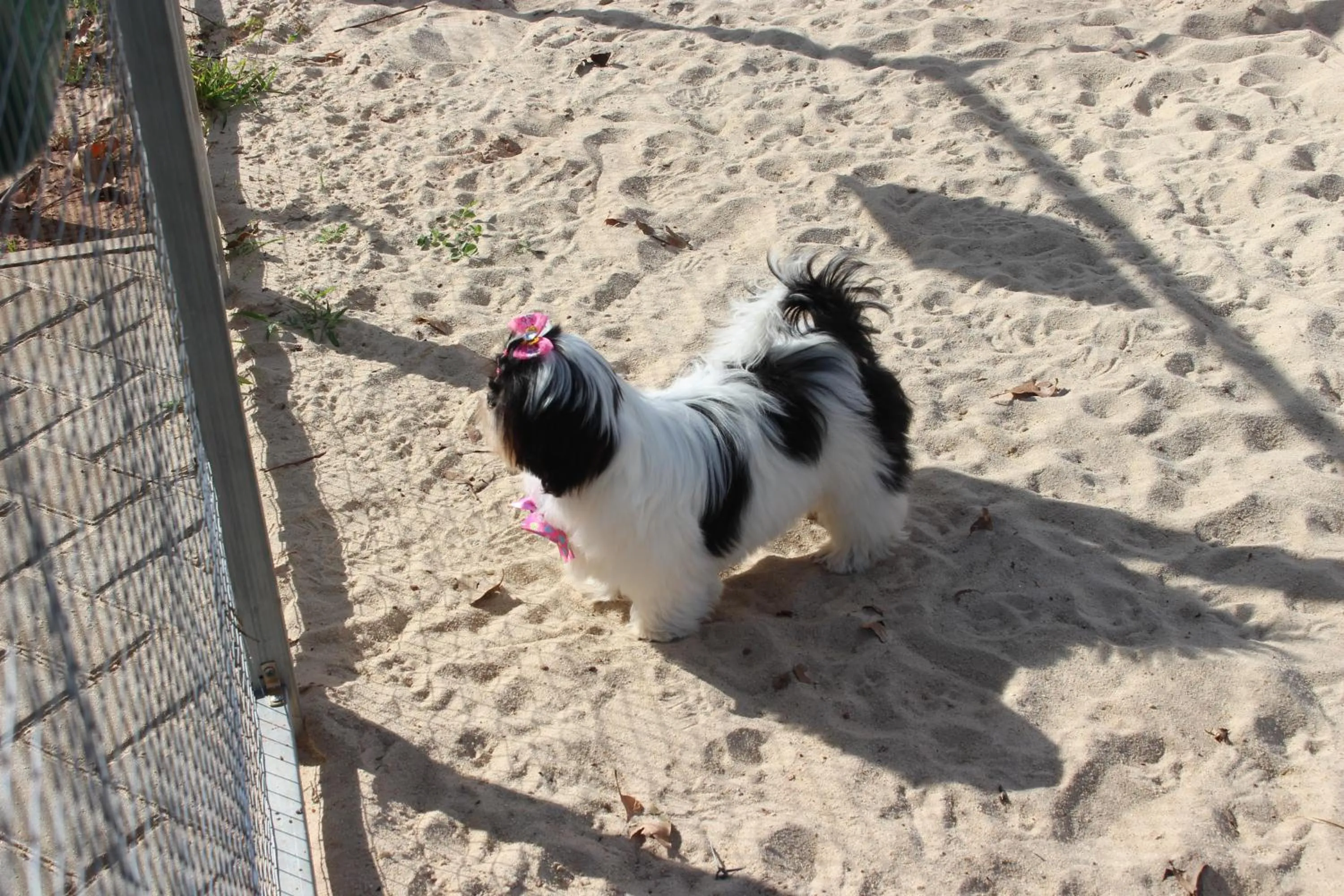 Pets in ibis Styles Rio Preto Monte Libano