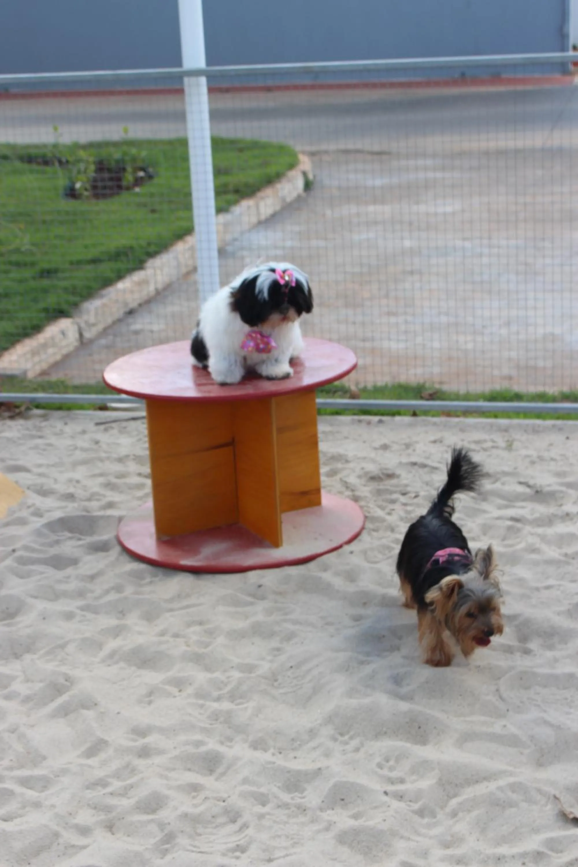 Pets in ibis Styles Rio Preto Monte Libano