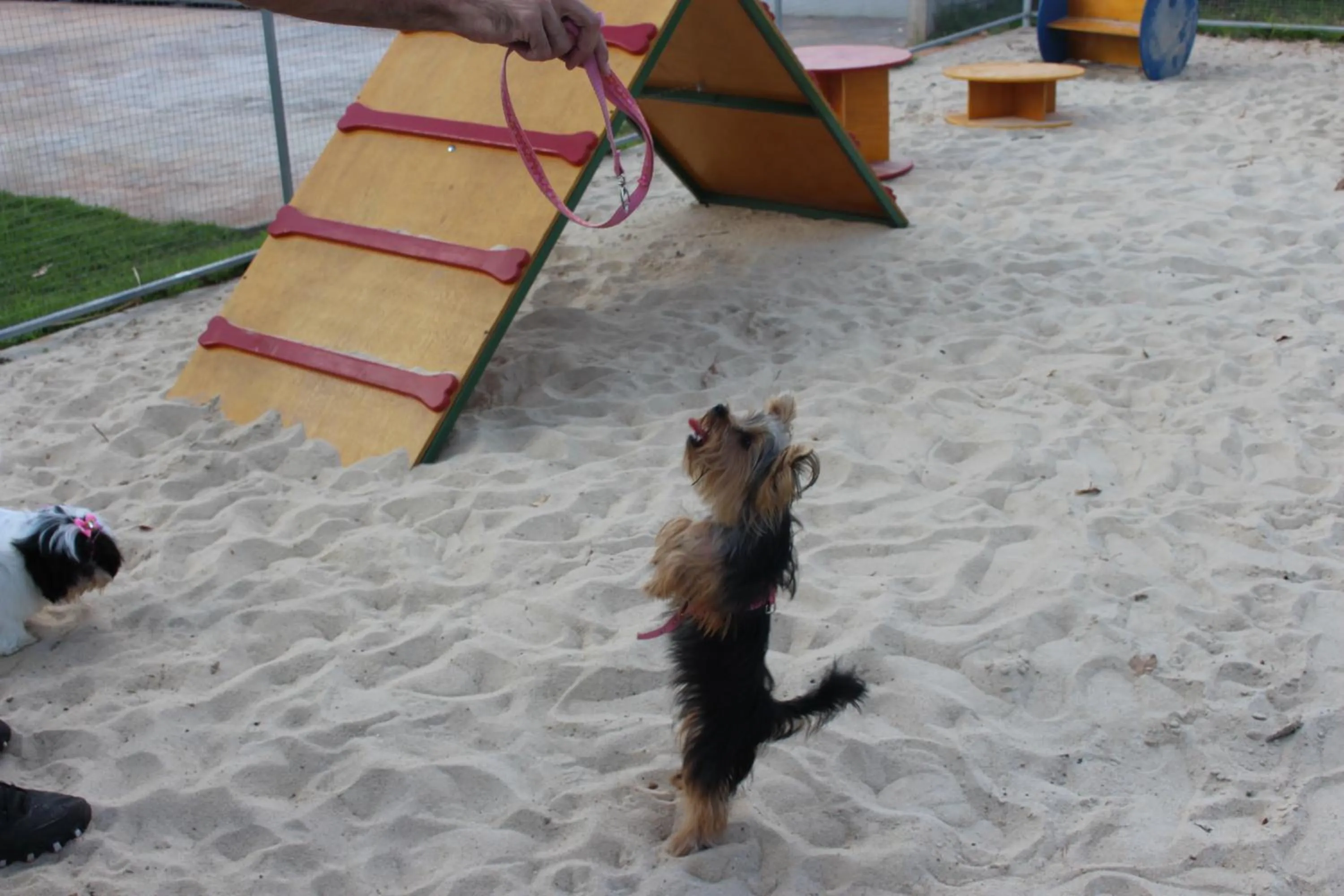 Pets in ibis Styles Rio Preto Monte Libano