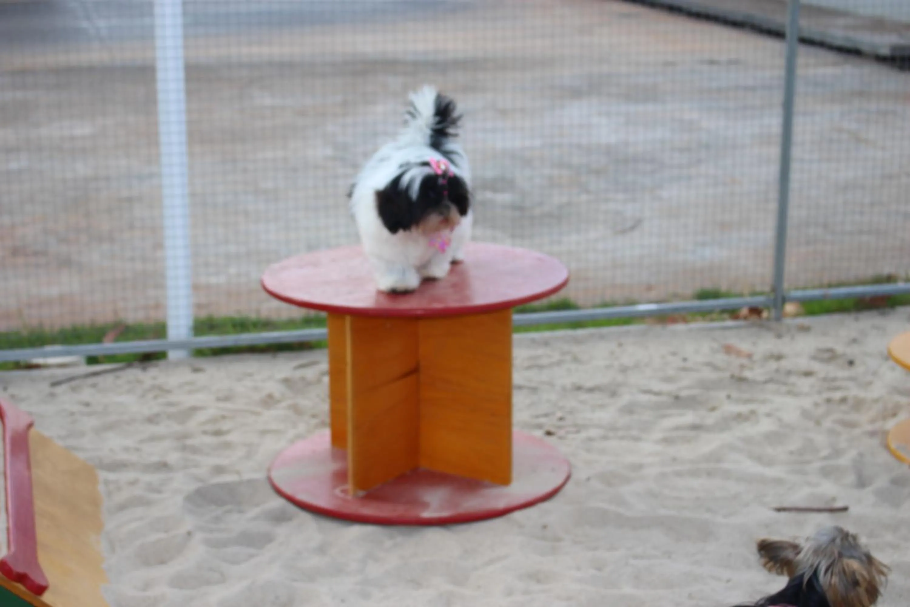 Pets in ibis Styles Rio Preto Monte Libano