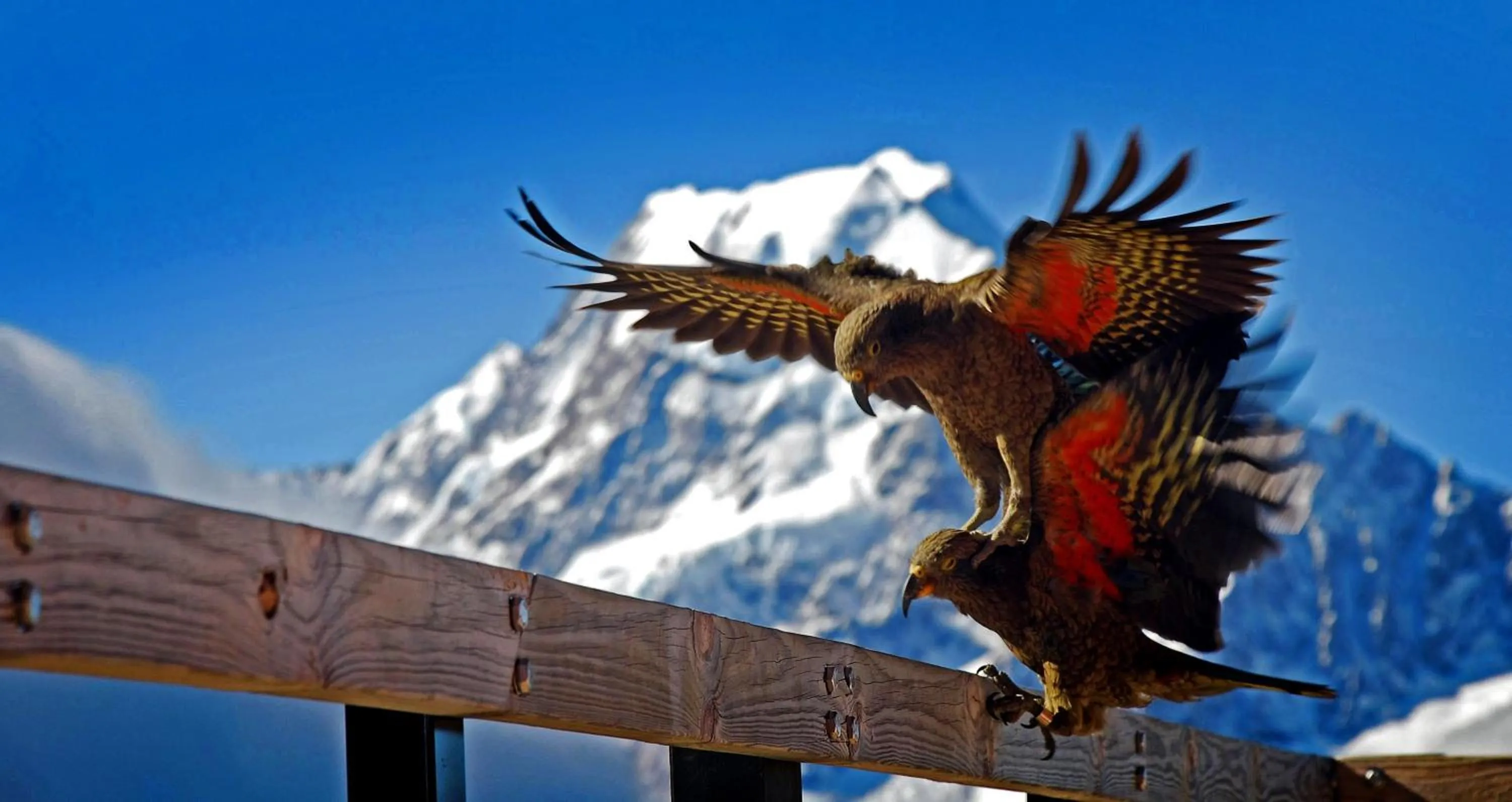 Animals in Glentanner Park Centre