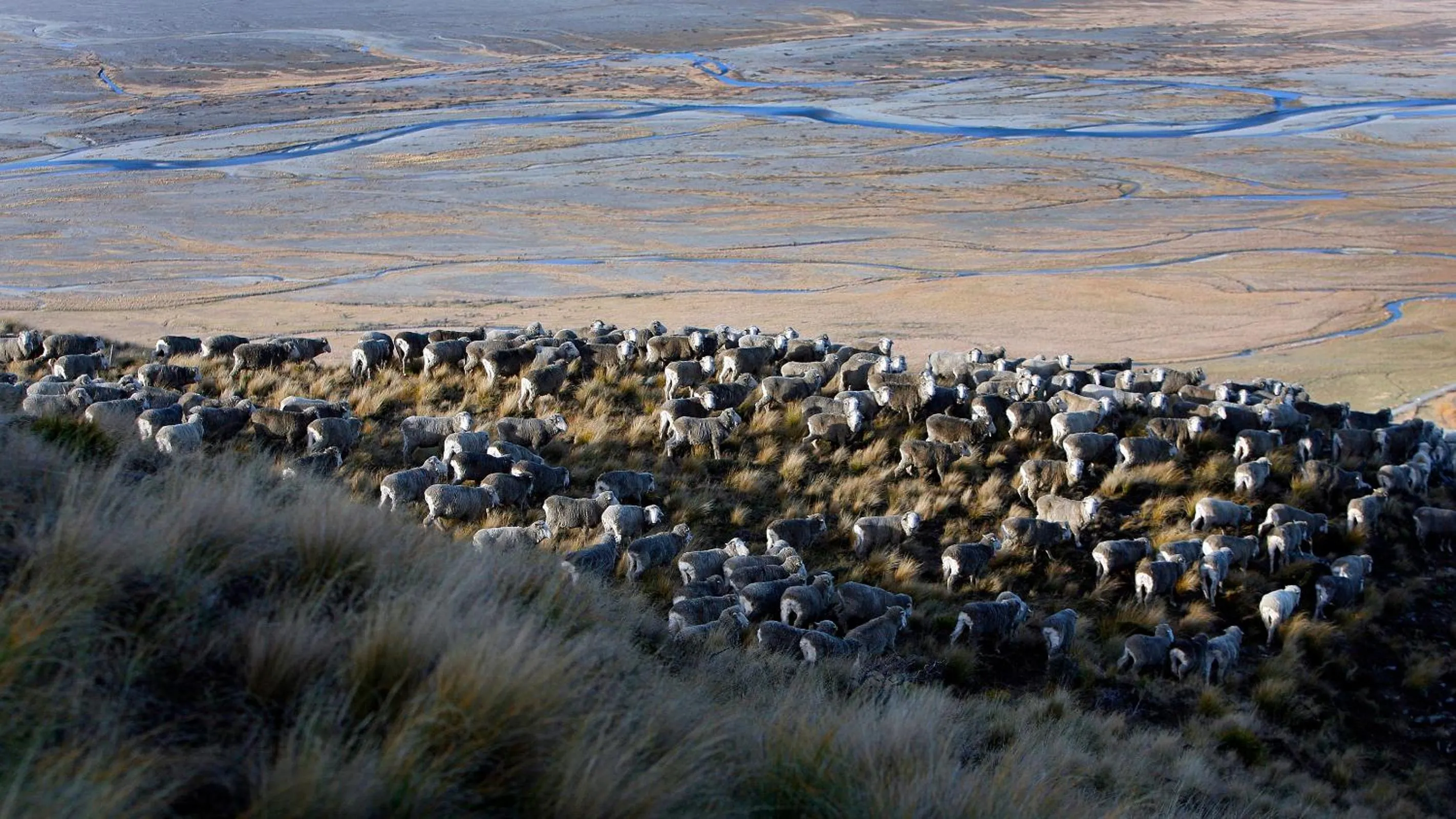 Animals in Glentanner Park Centre