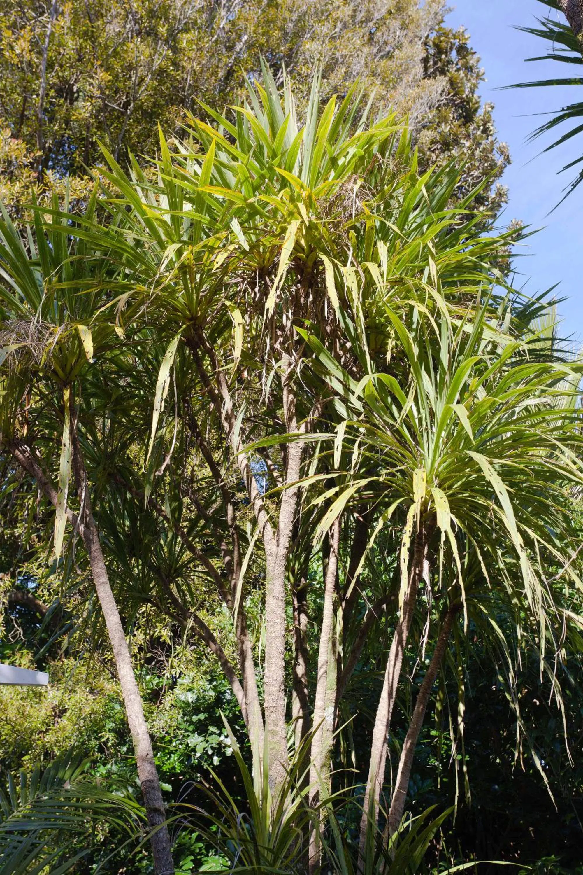 Natural landscape in Waitakere Resort & Spa