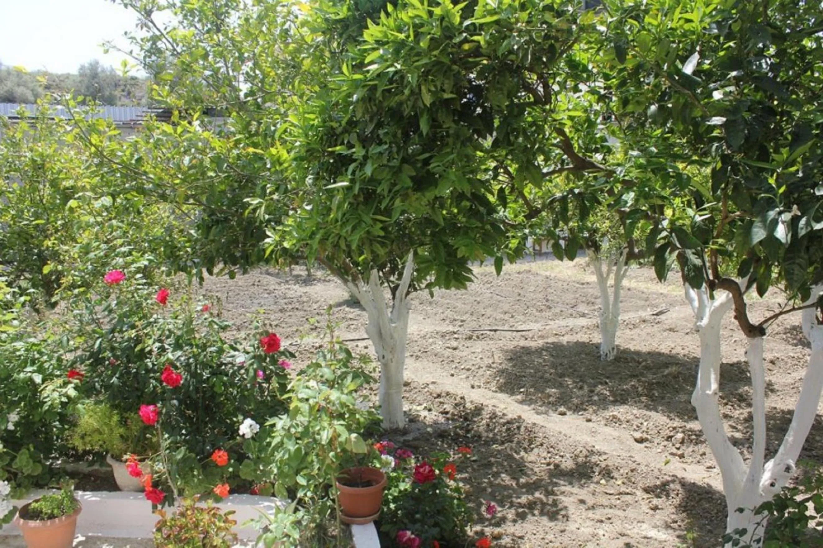 Garden in Hariklia Rent Rooms