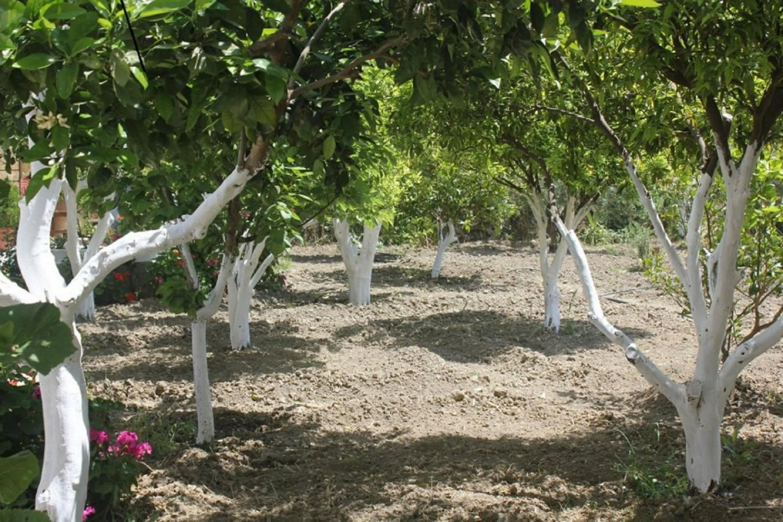 Garden in Hariklia Rent Rooms