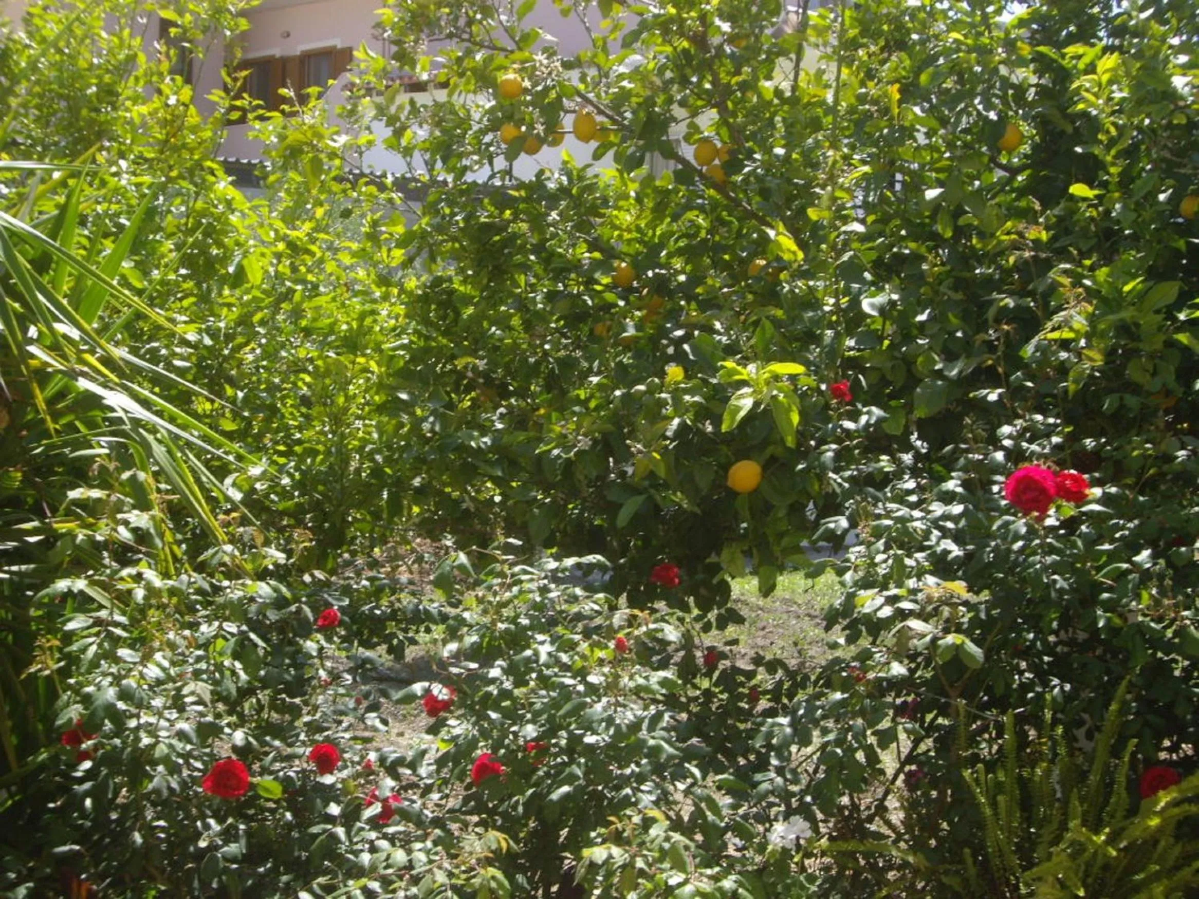 Garden in Hariklia Rent Rooms