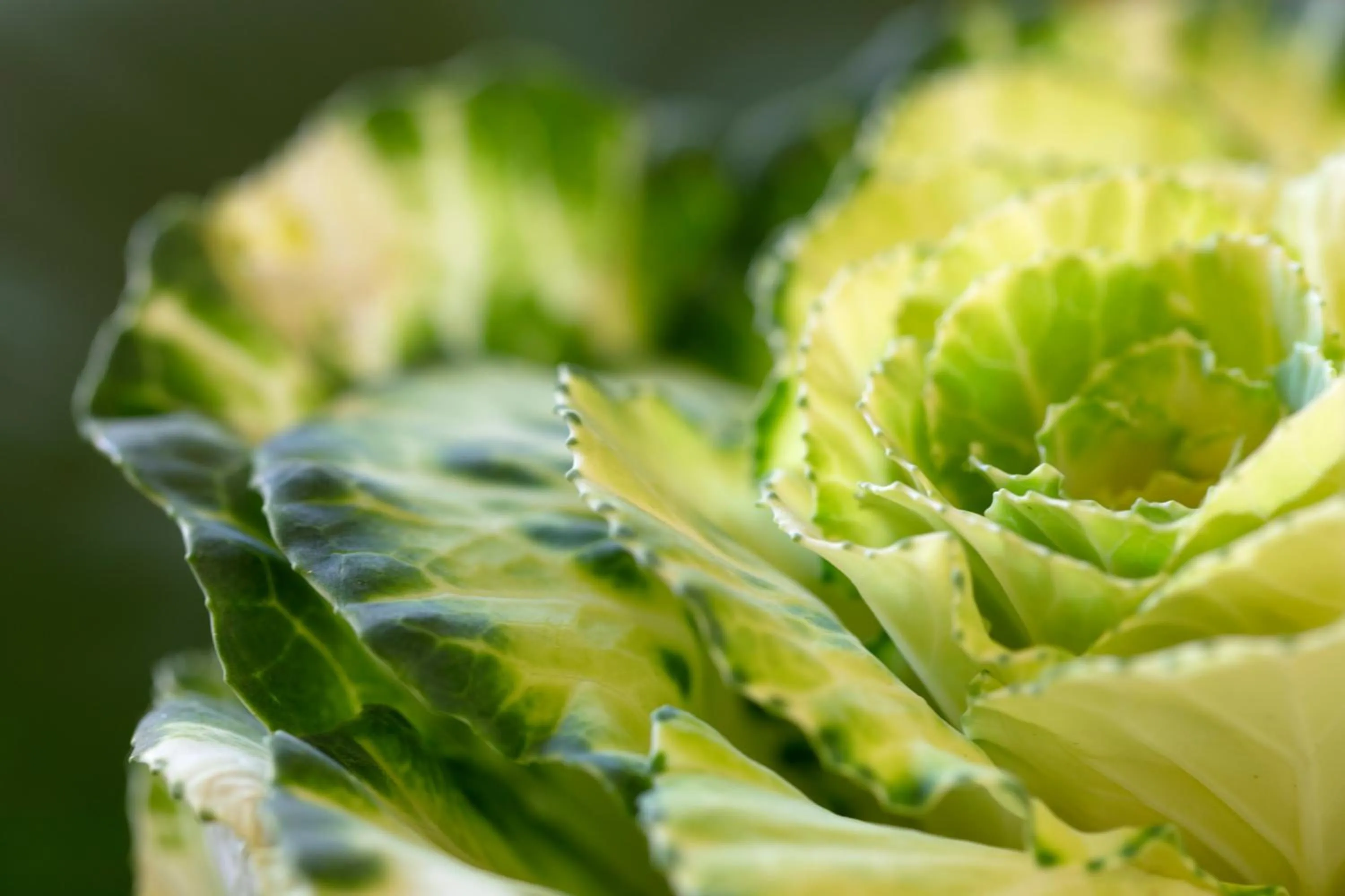 Food and drinks in Brooklyn Manor