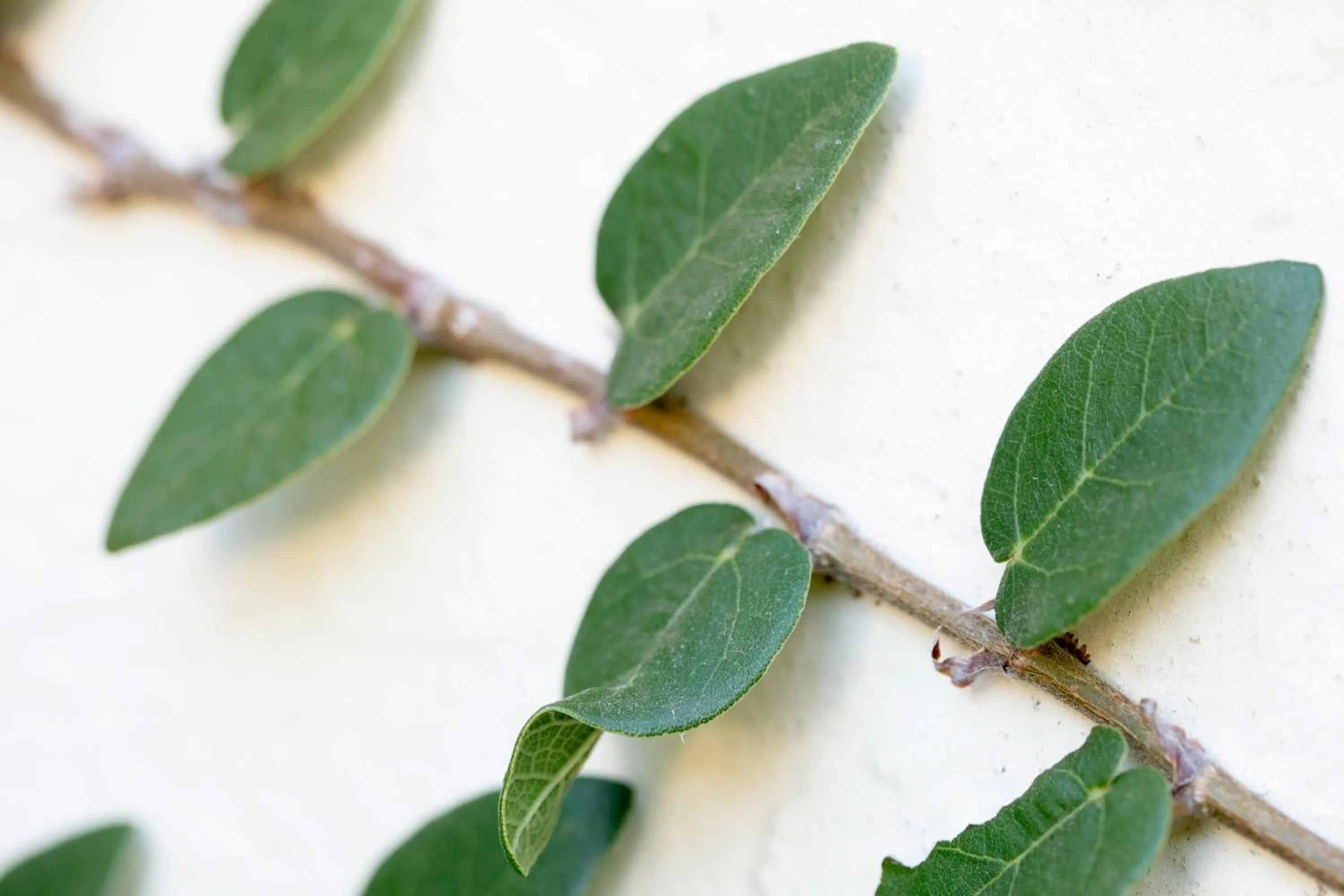 Decorative detail in Brooklyn Manor