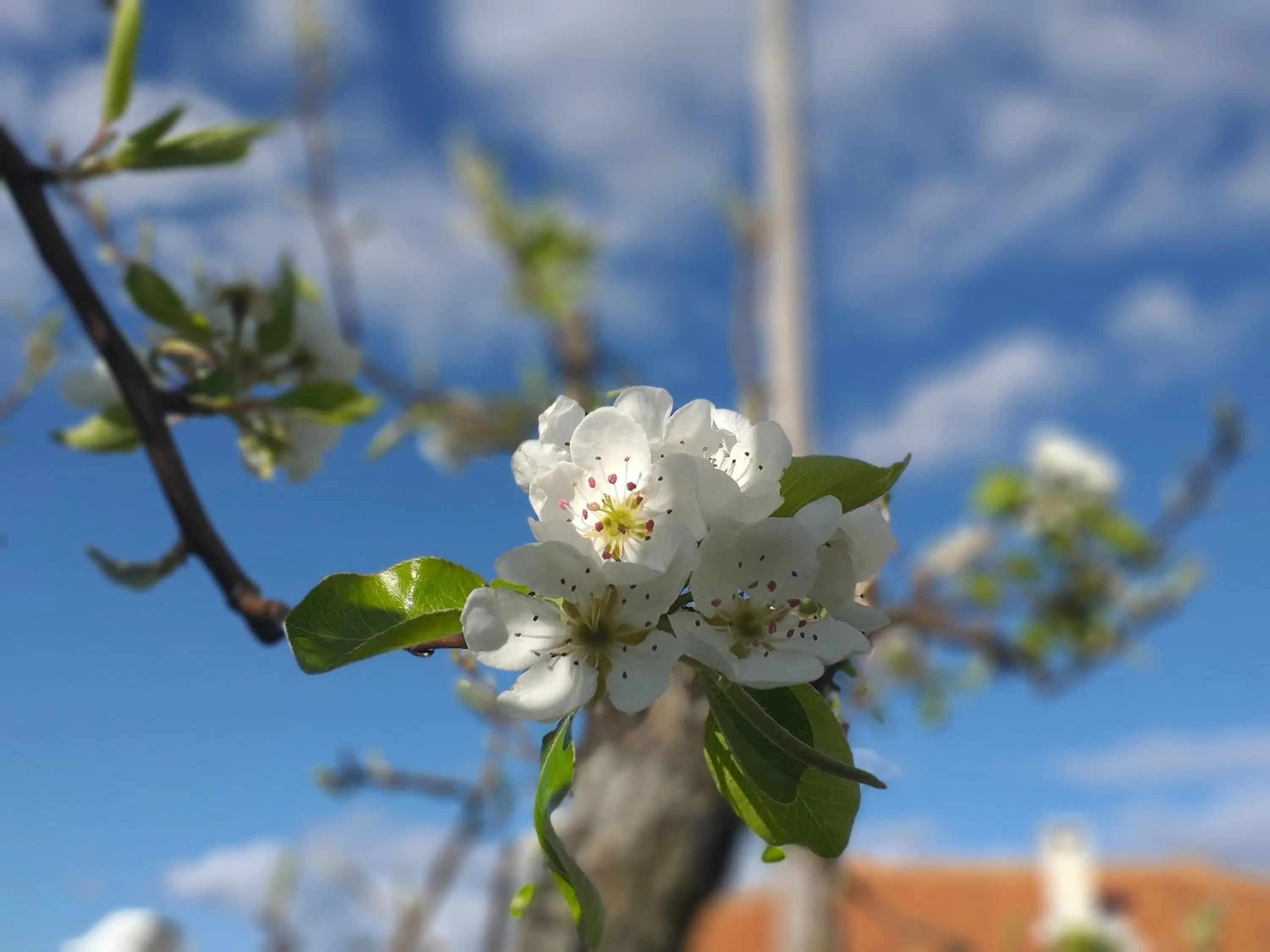 Spring in Quinta da Timpeira