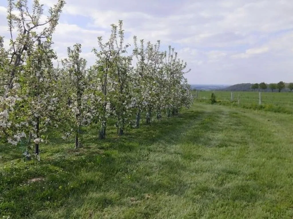 Neighbourhood in Spacious Apartment near Town Center in Mesch
