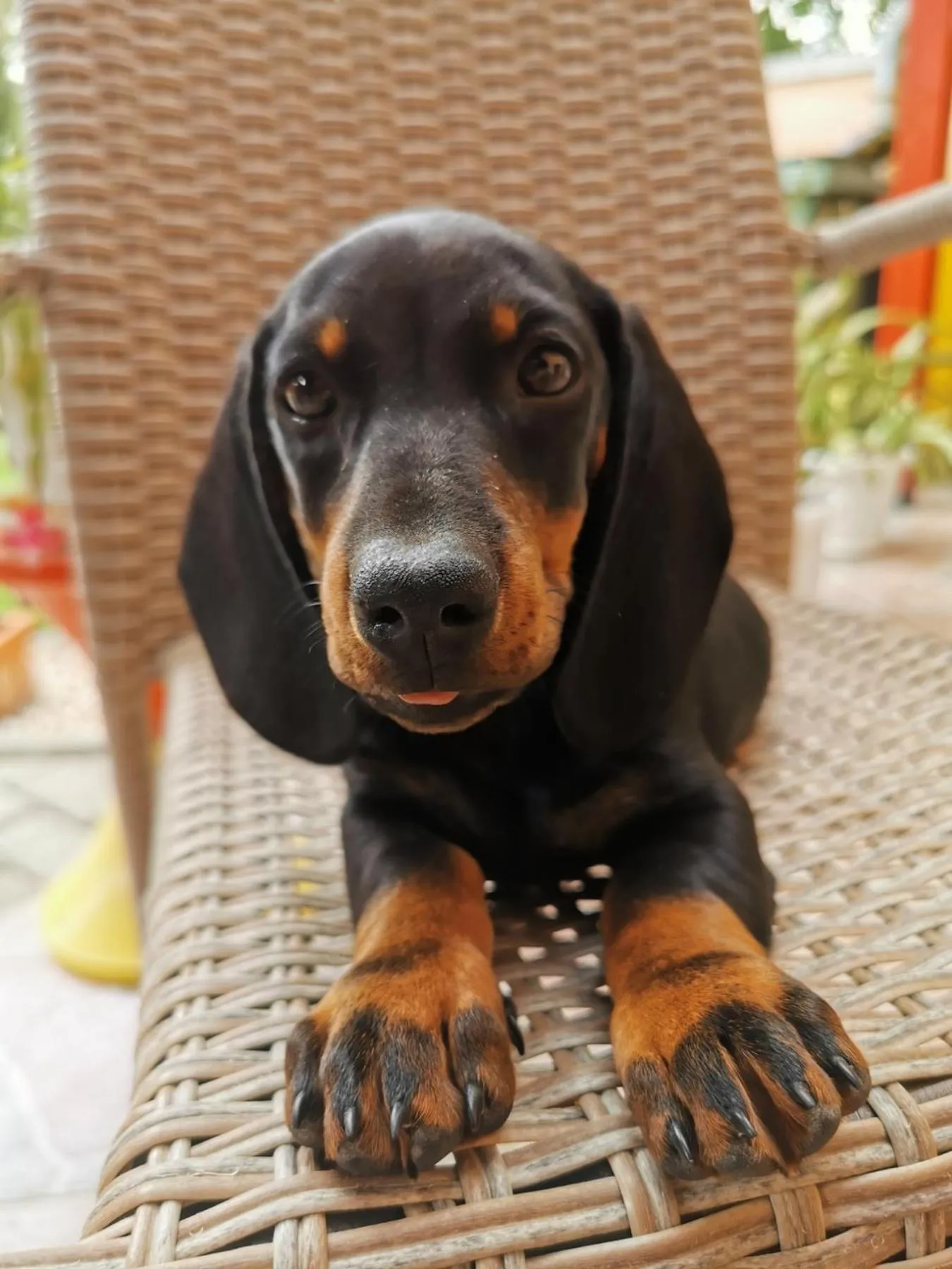 Pets in Corso Boutique Hotel