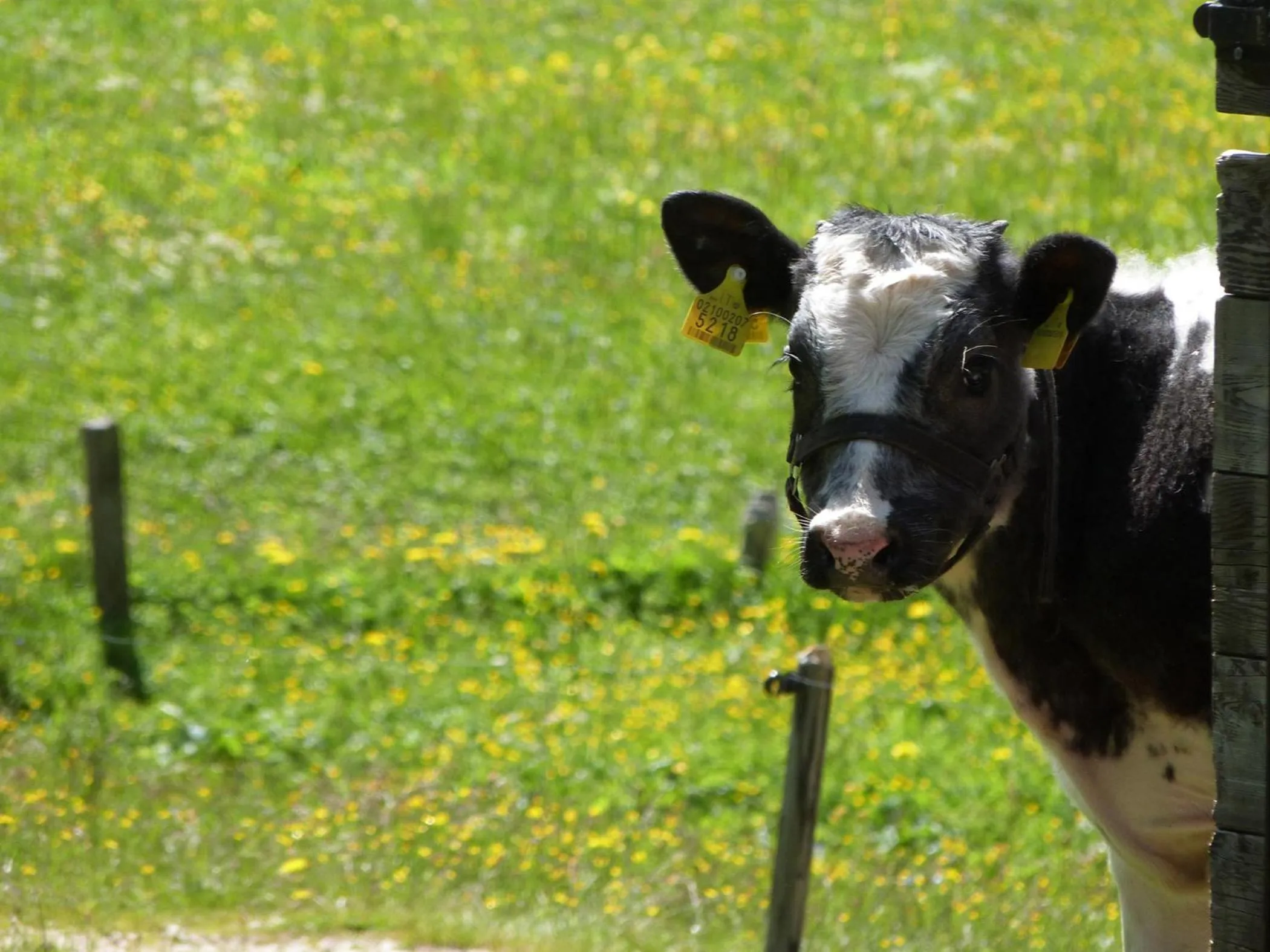 Animals in Hotel Meisules