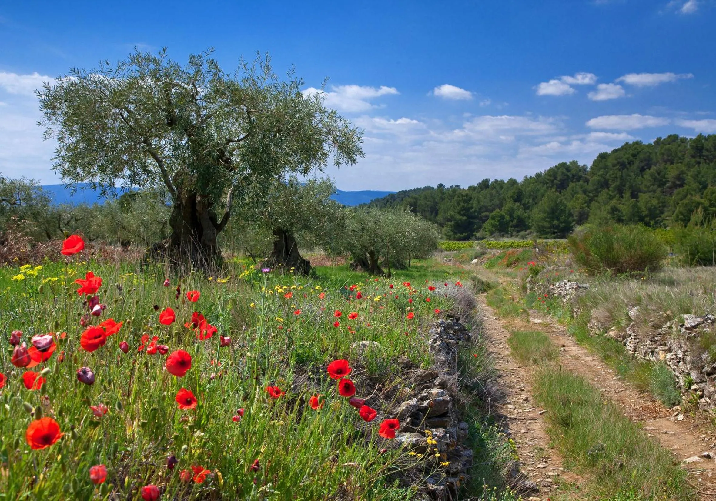 Off site in Contact Hôtel Le Minervois - Hôtel & Restaurant Au nord de Carcassonne