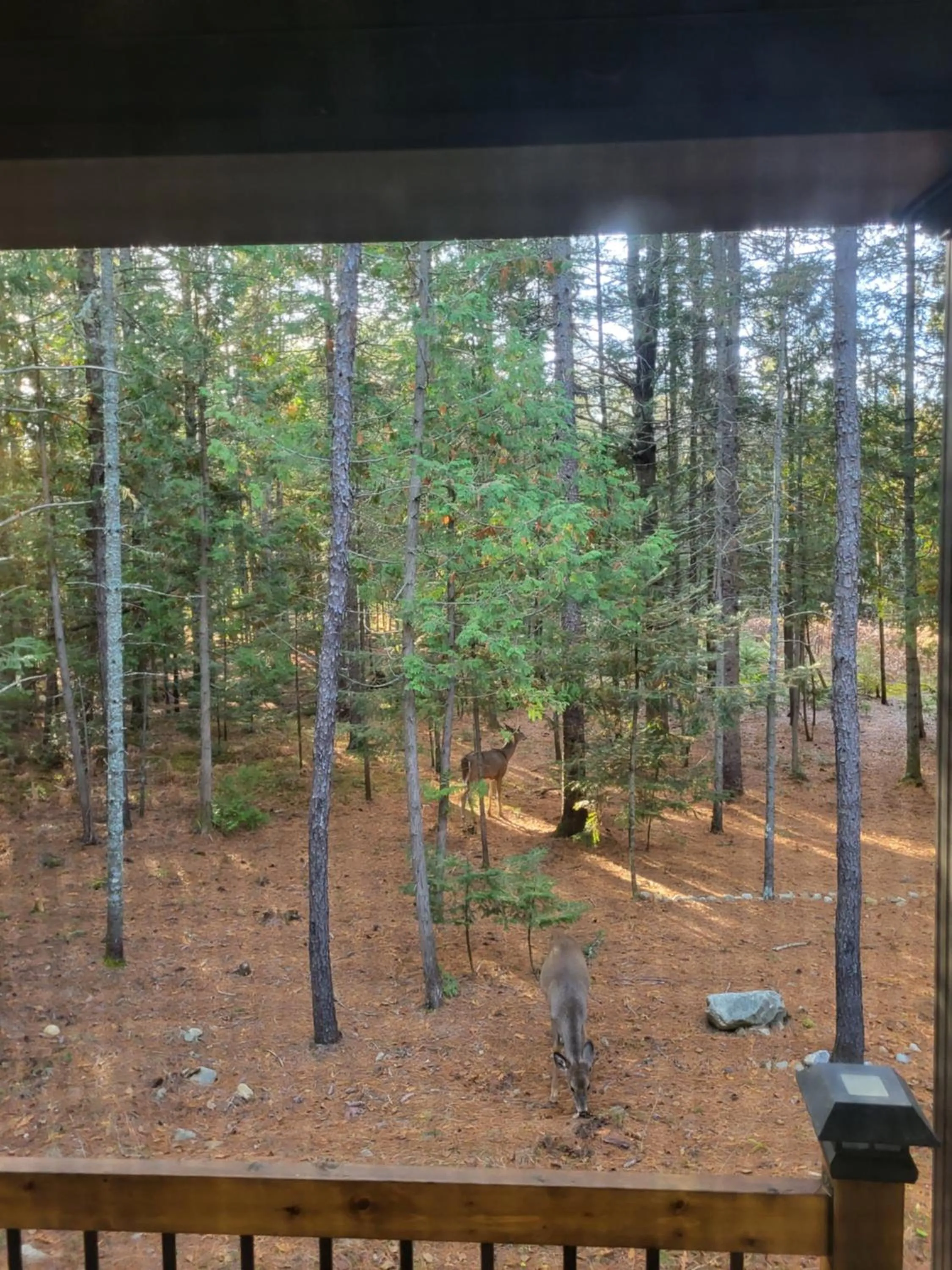 Day in Chalet Versailles