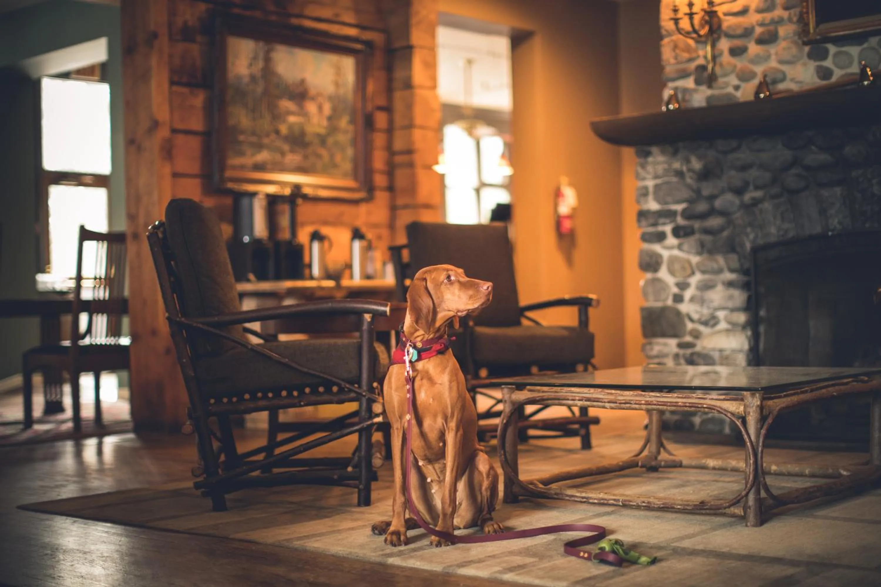 pet friendly in Emerald Lake Lodge