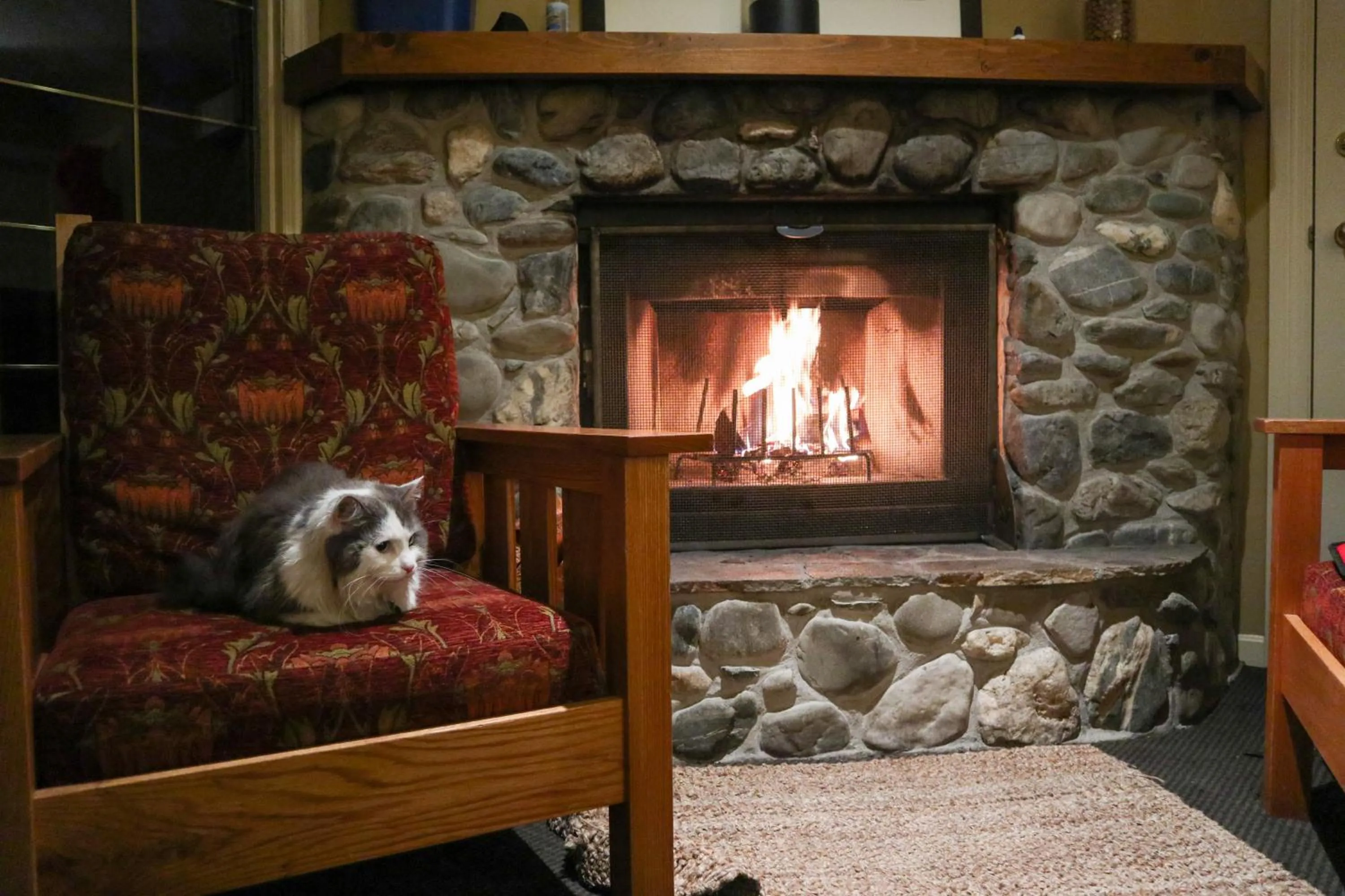 Pets in Emerald Lake Lodge