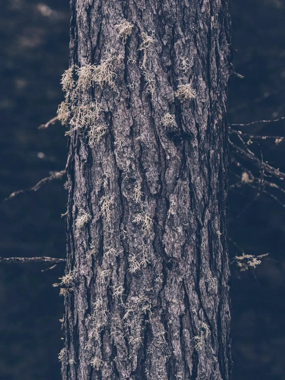 Almwellness-Resort Tuffbad