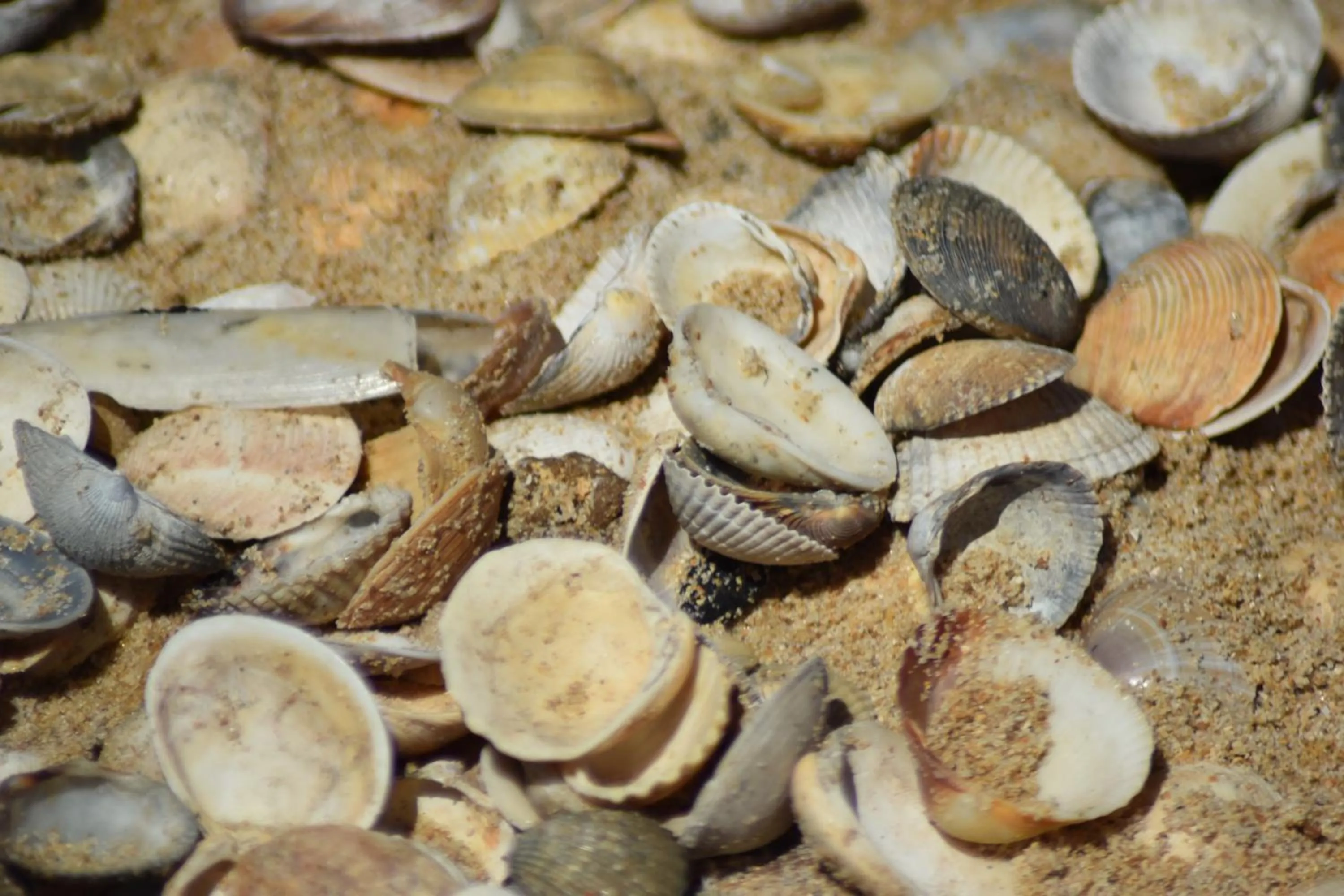 Fishing in Villa vista mar e piscina