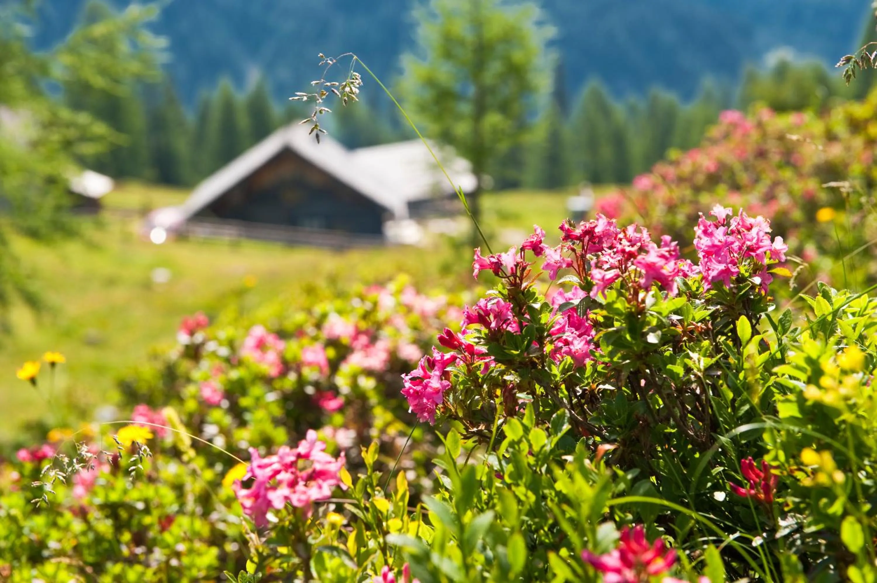 Activities in Landhaus Steiner