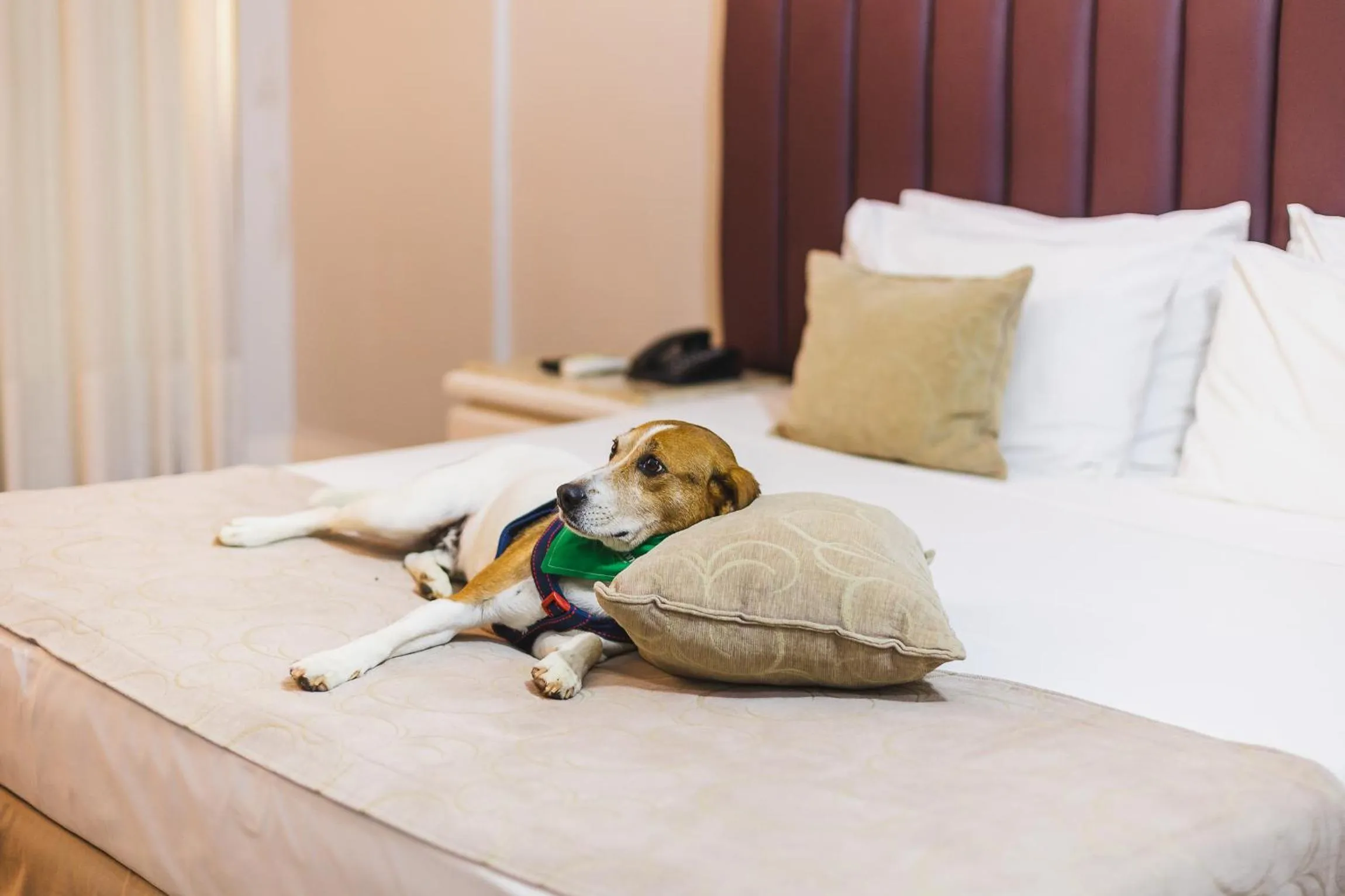 Pets, Bed in Hotel Victoria Villa Curitiba by Nacional Inn
