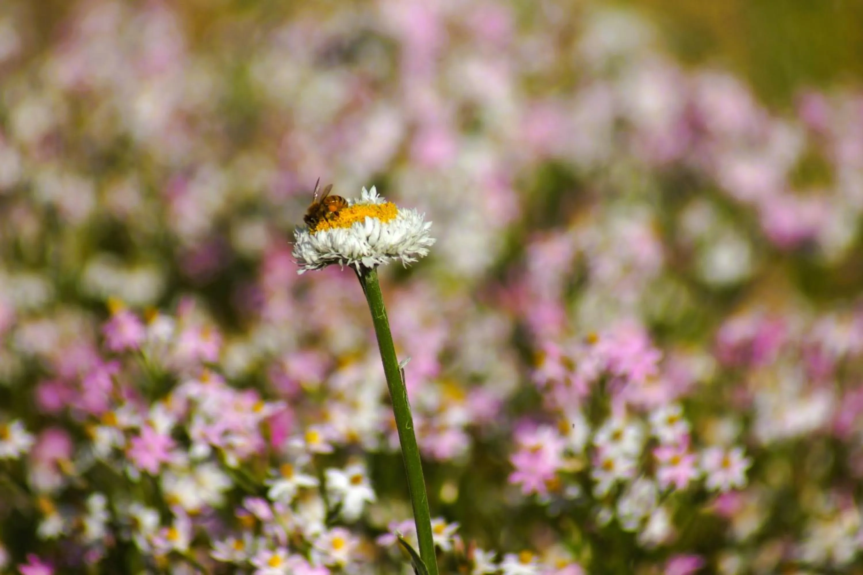Garden in Ooraminna Homestead