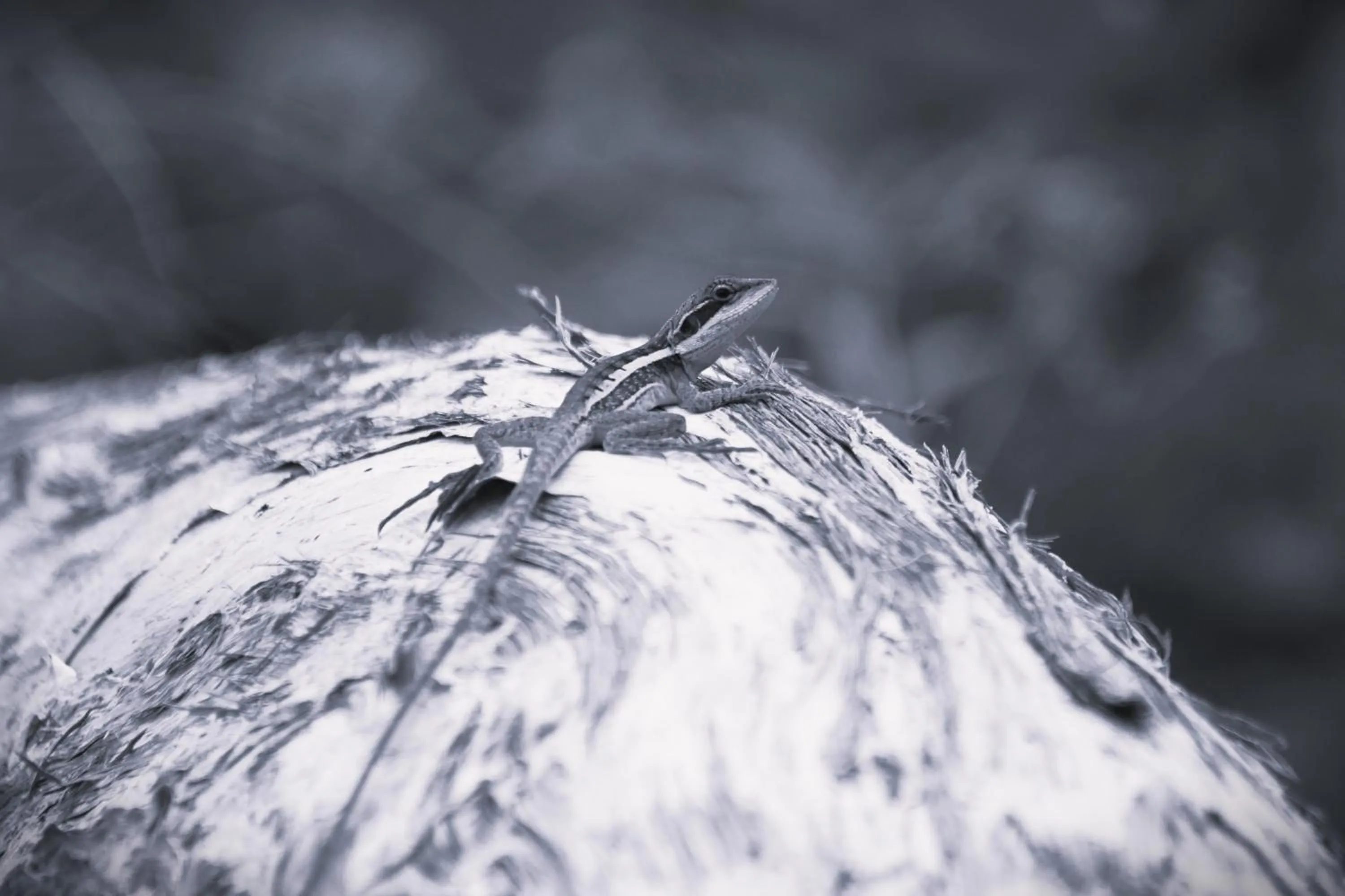 Garden in Ooraminna Homestead