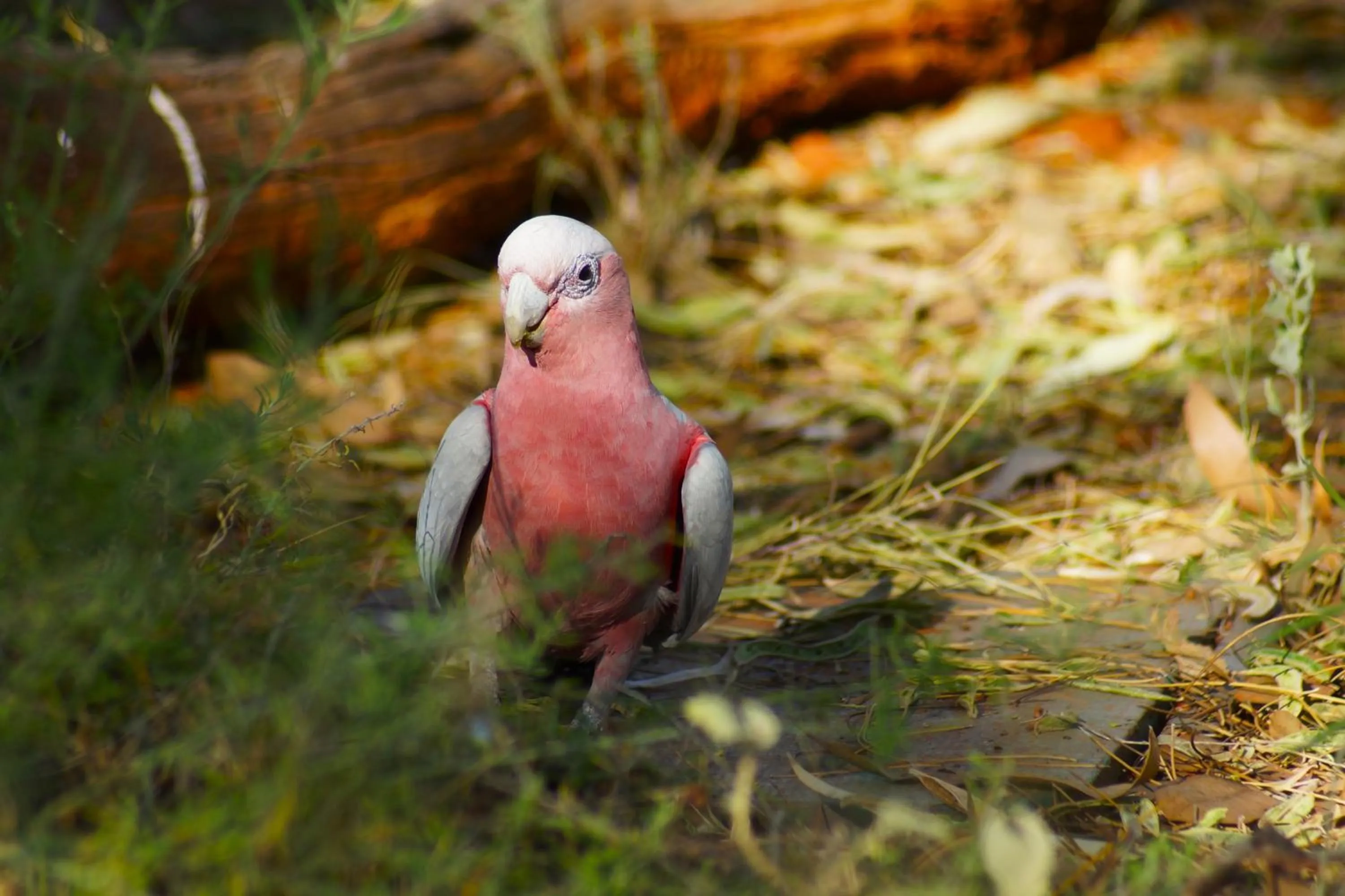 Garden in Ooraminna Homestead