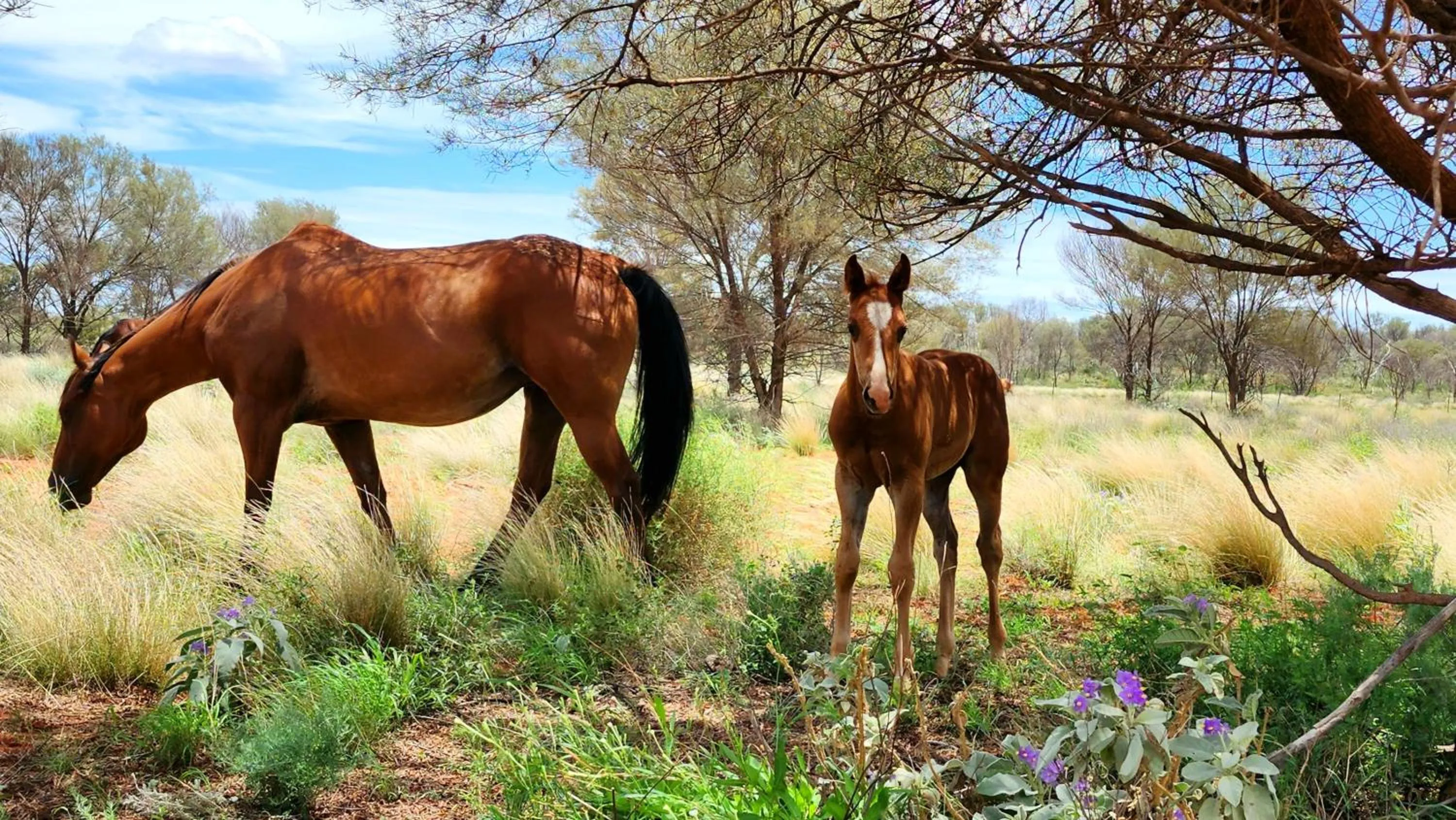 Animals in Ooraminna Homestead