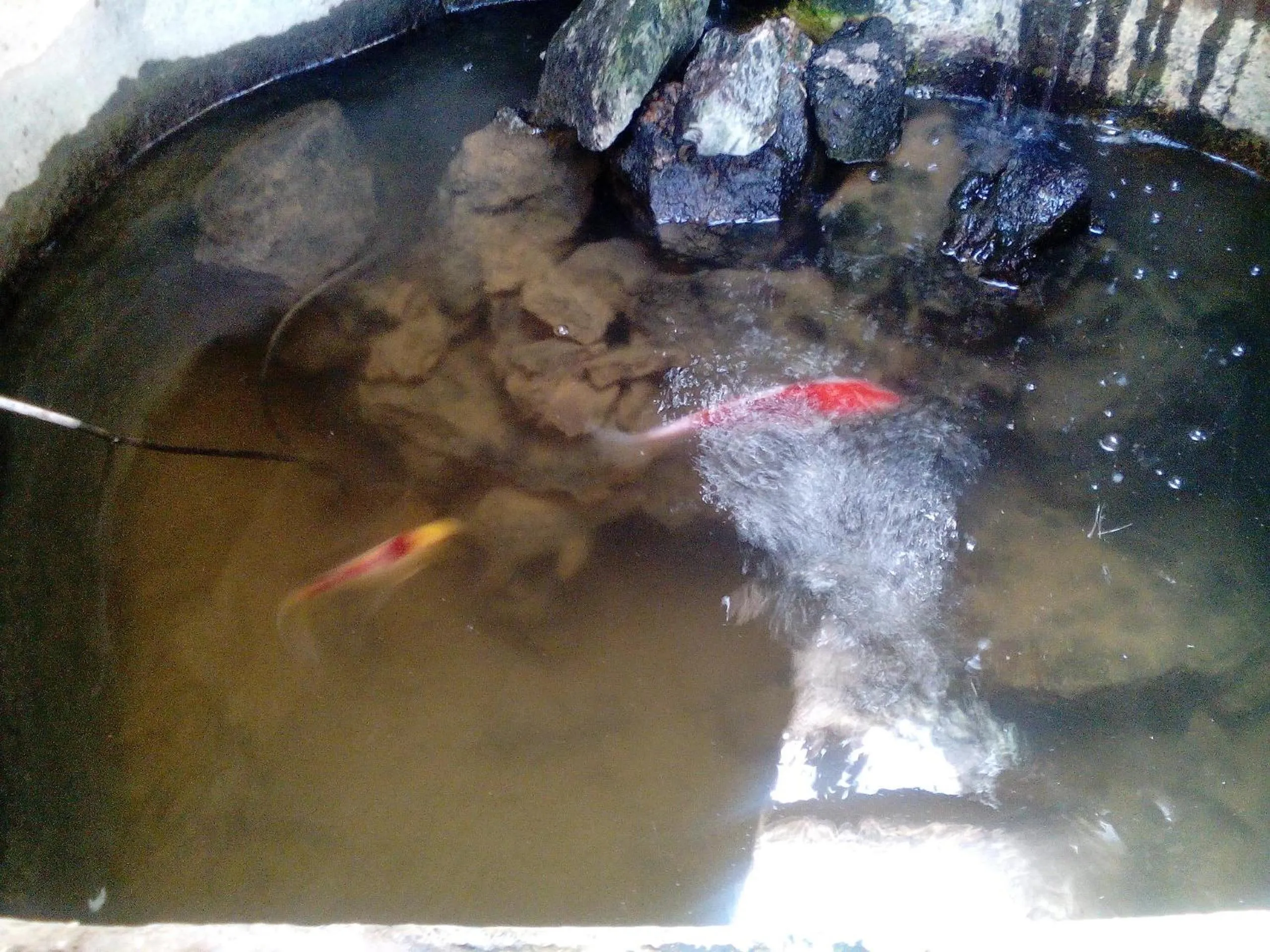 Pets in Hotel Rural 4 Esquinas