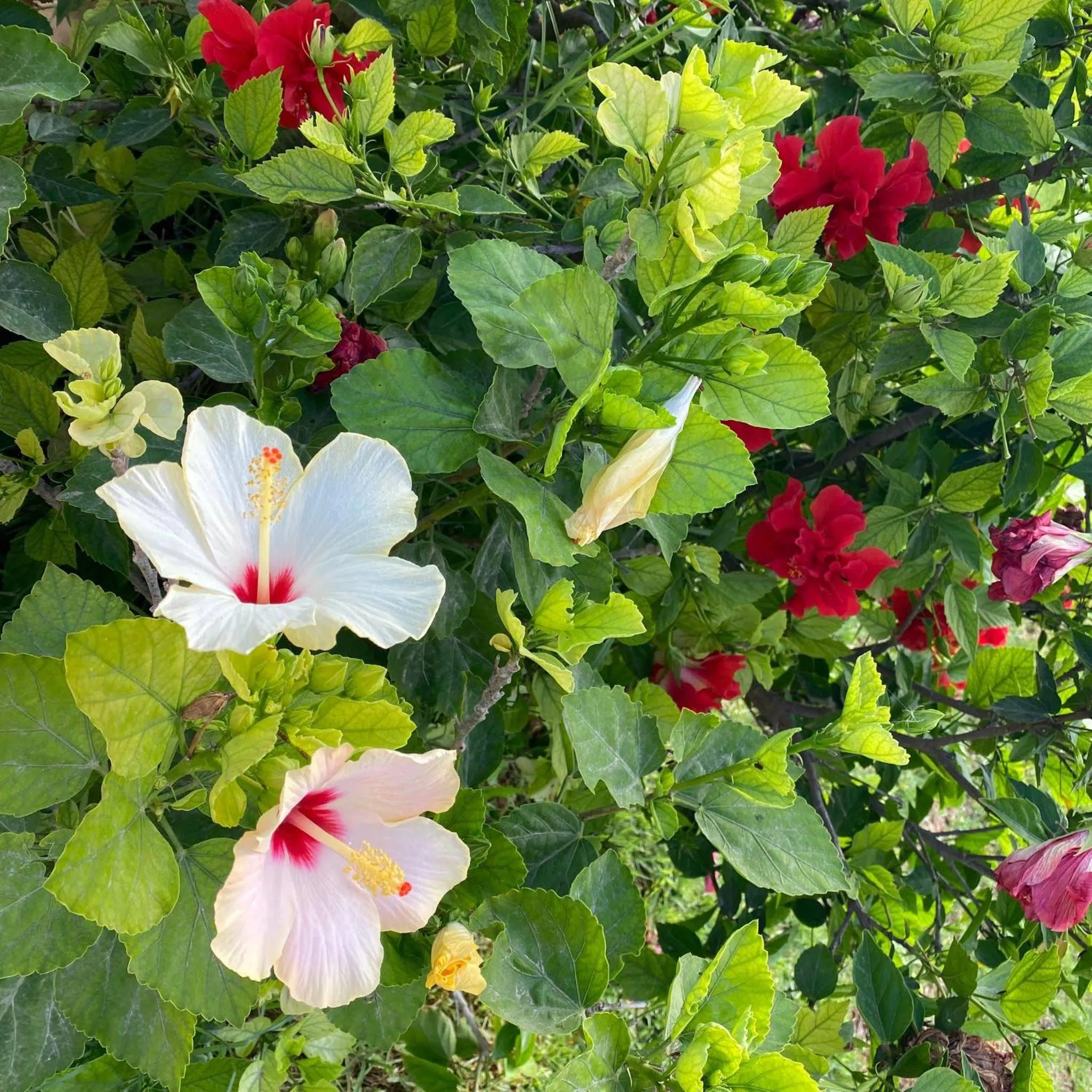 Garden in bolinajazz