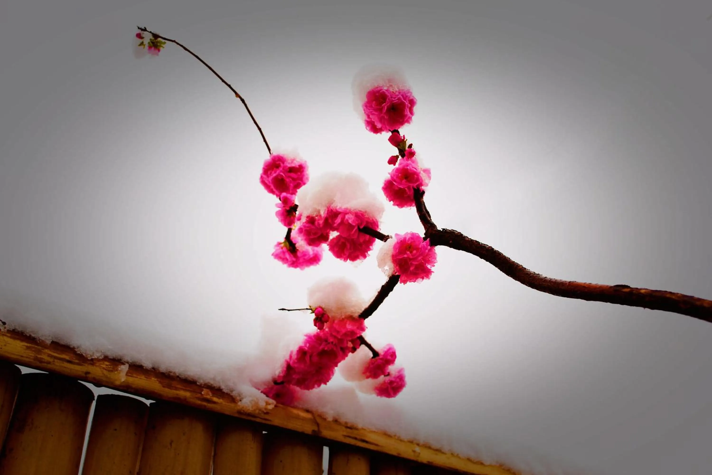 Garden view in Guan Sam Hotel