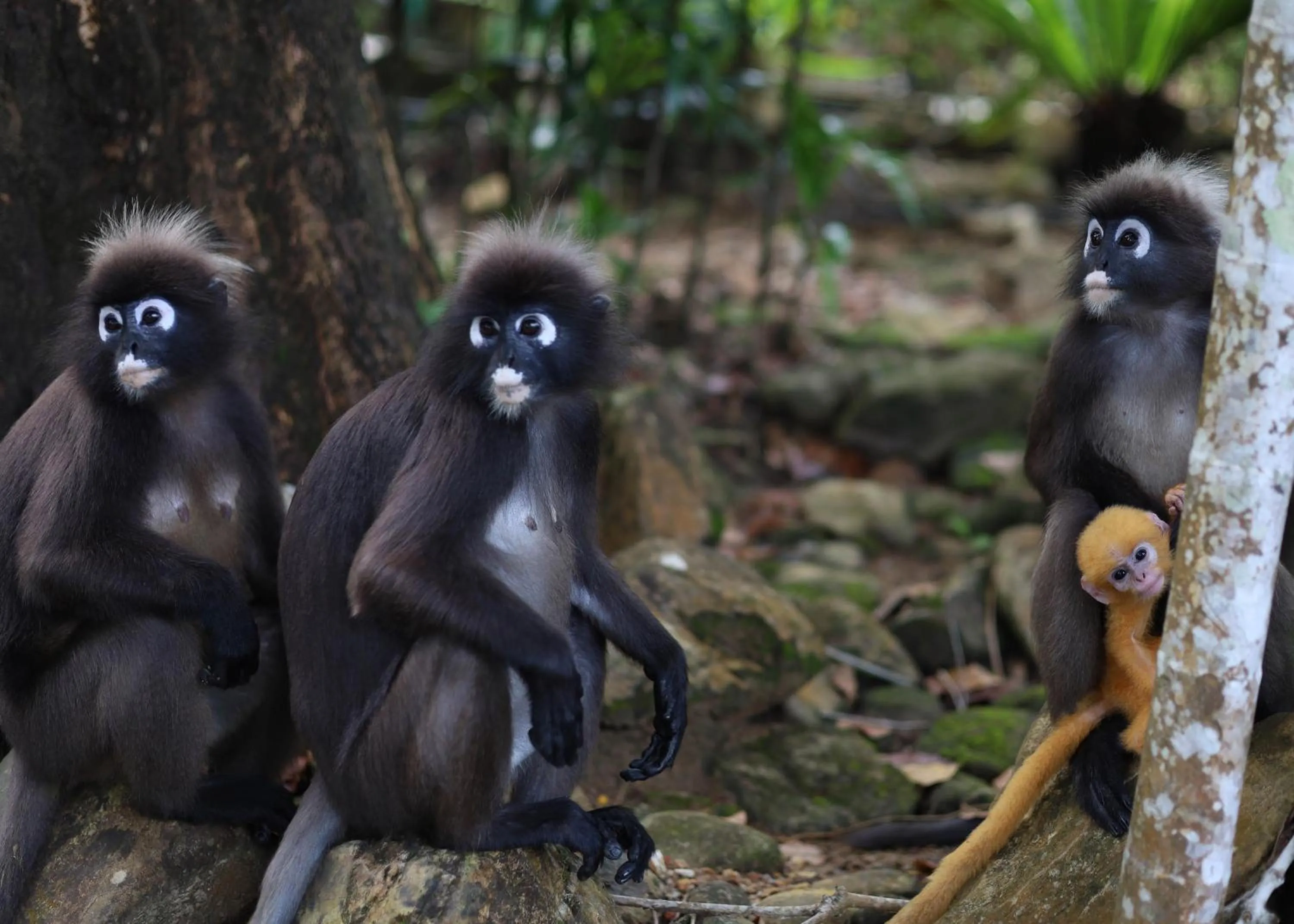 Animals in Berjaya Langkawi Resort