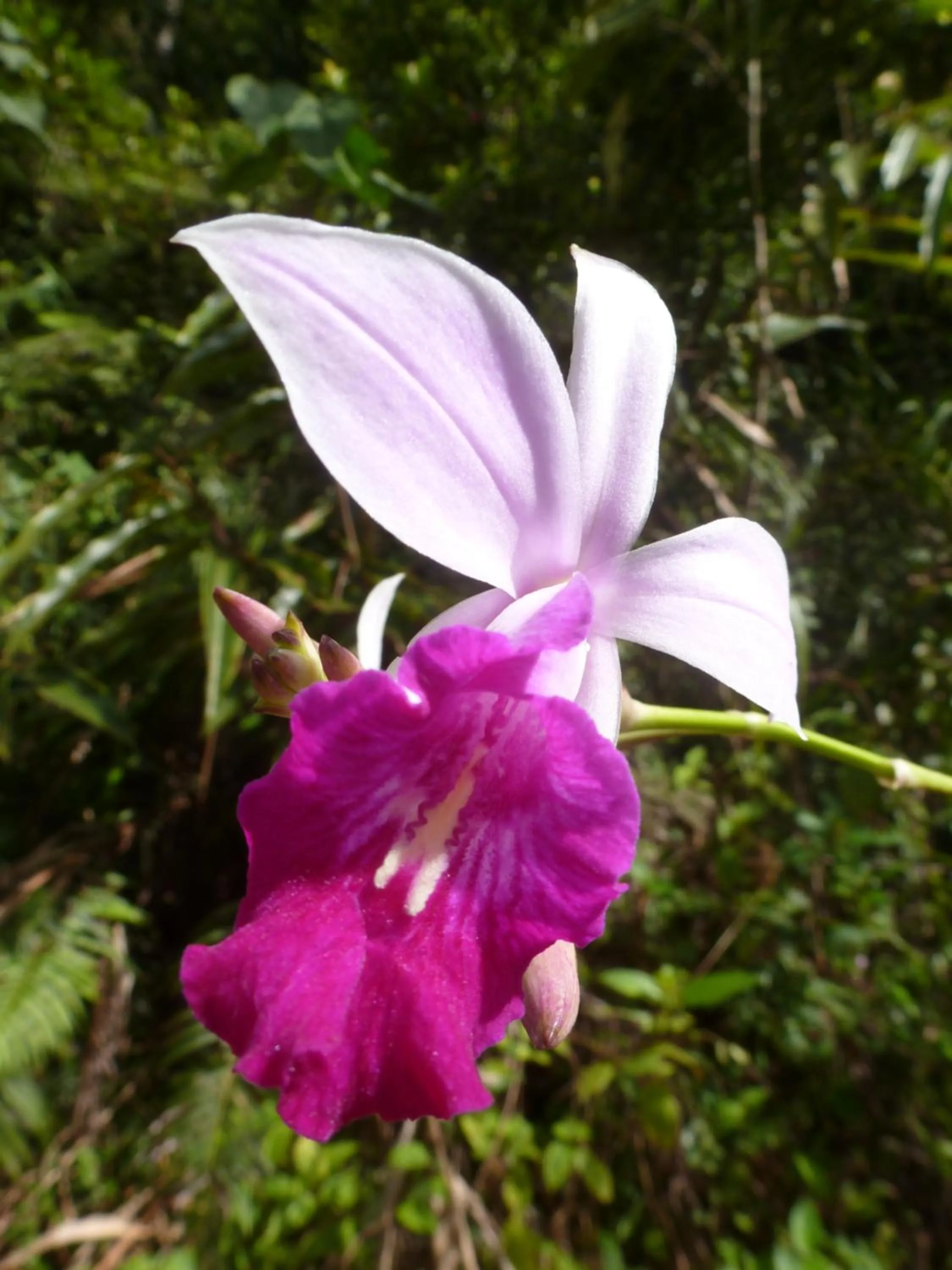 Activities in Nimal`s Homestay