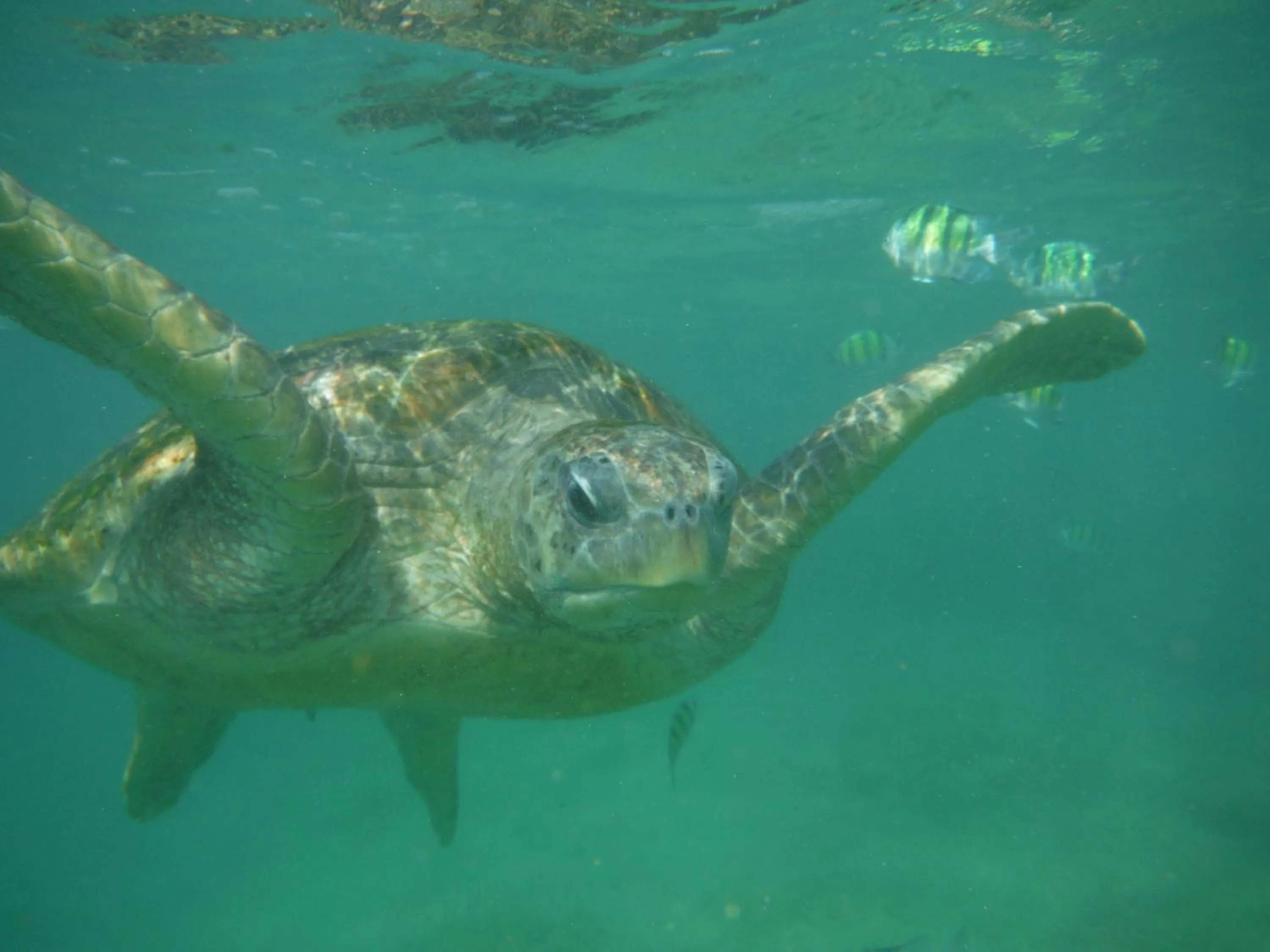 Snorkeling in Nimal`s Homestay