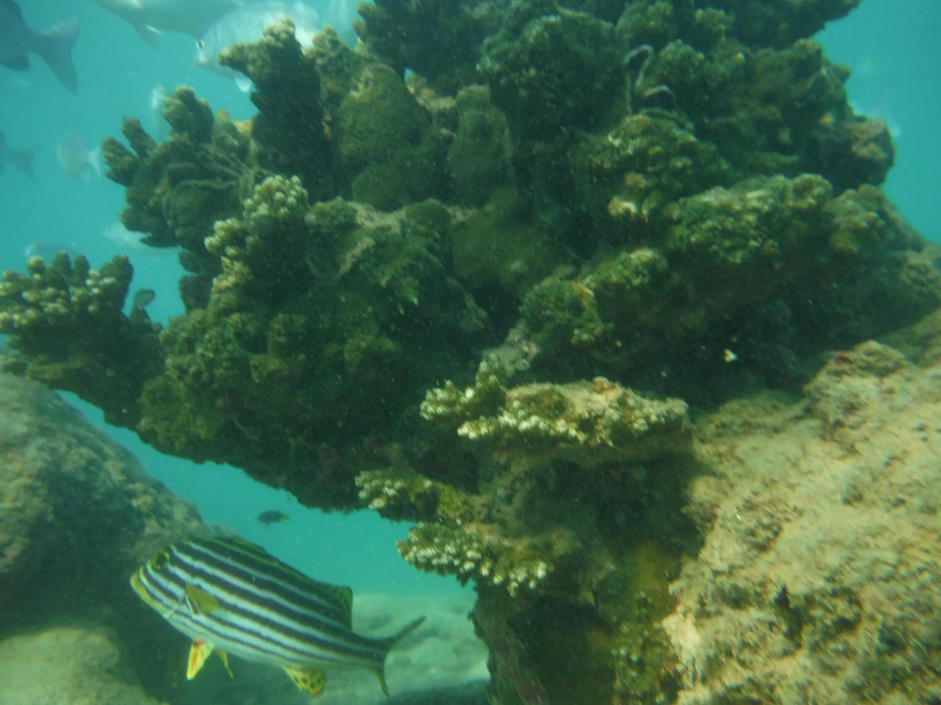 Snorkeling in Nimal`s Homestay