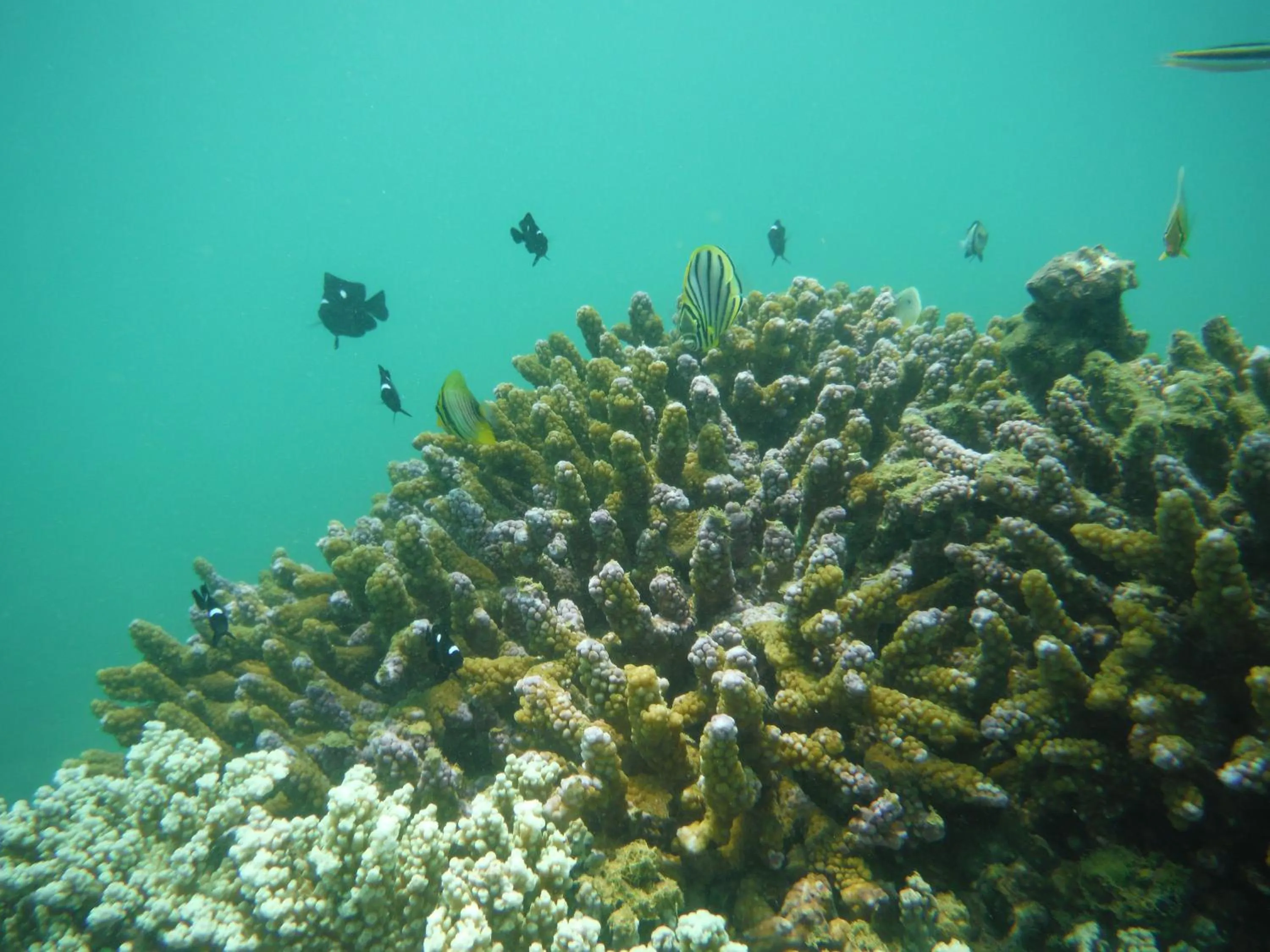 Snorkeling in Nimal`s Homestay