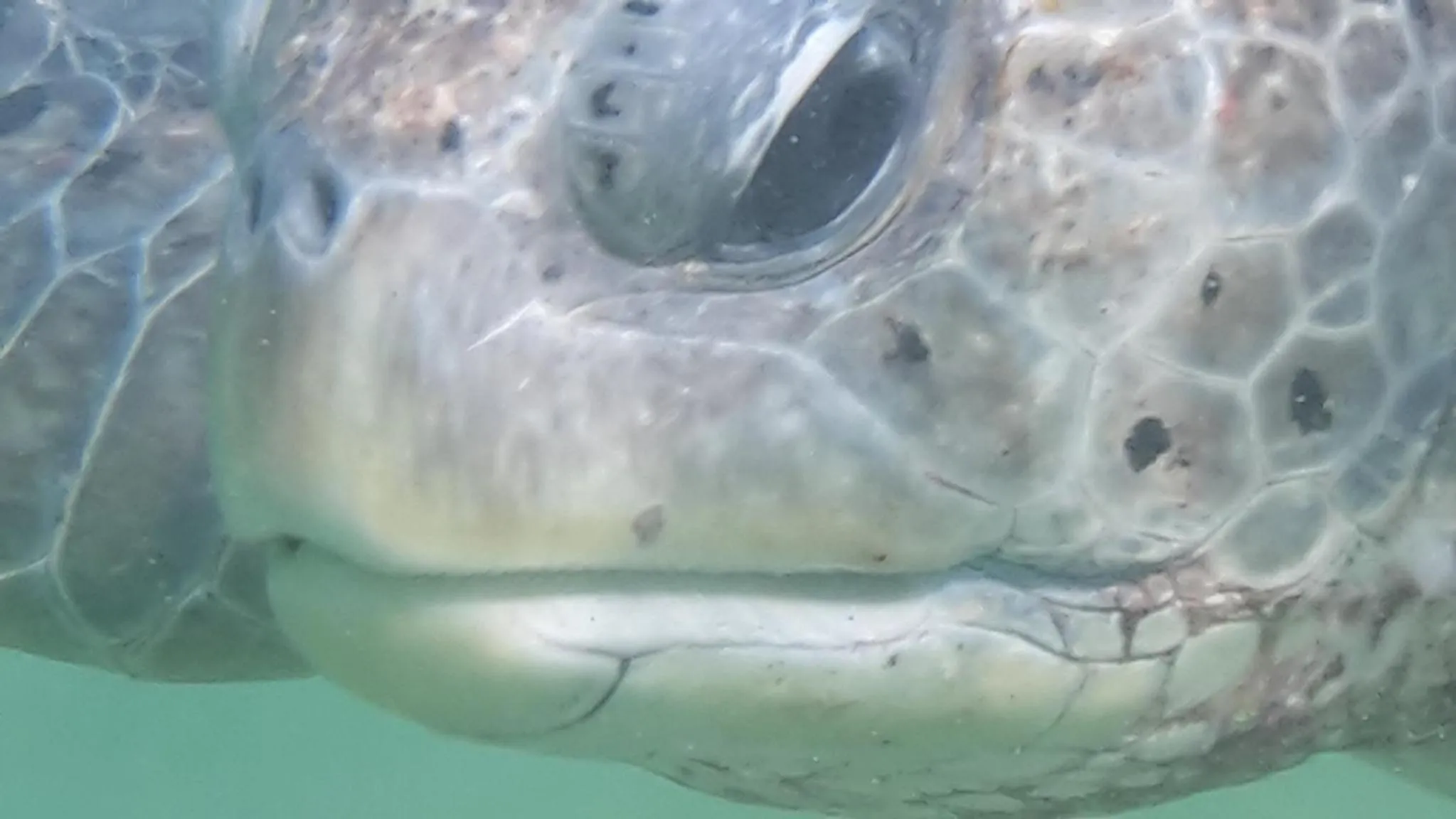 Snorkeling in Nimal`s Homestay