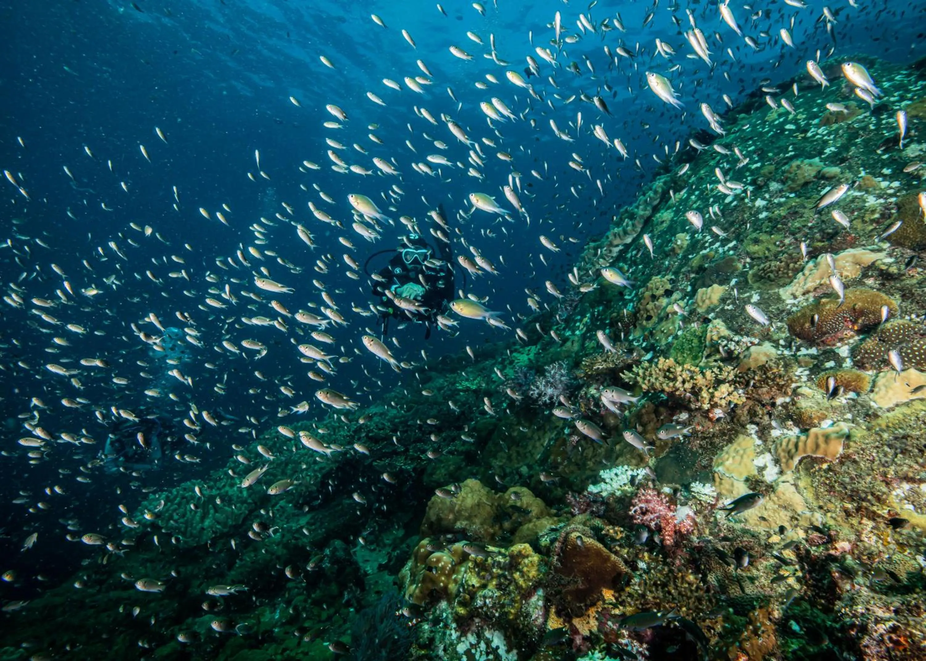 Diving in The Taaras Beach & Spa Resort