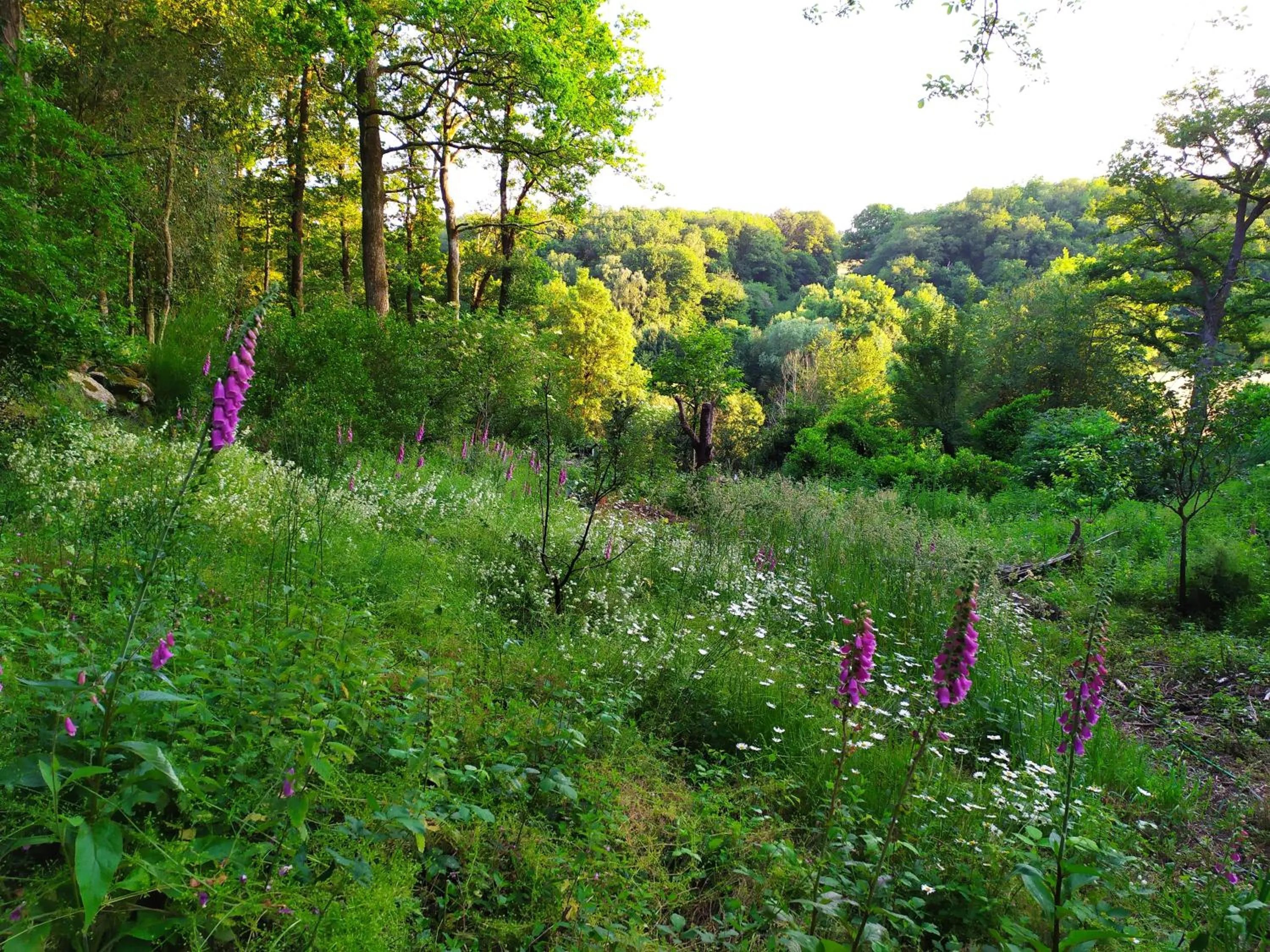 Garden in Maison d'hôtes Les Beaux Chenes