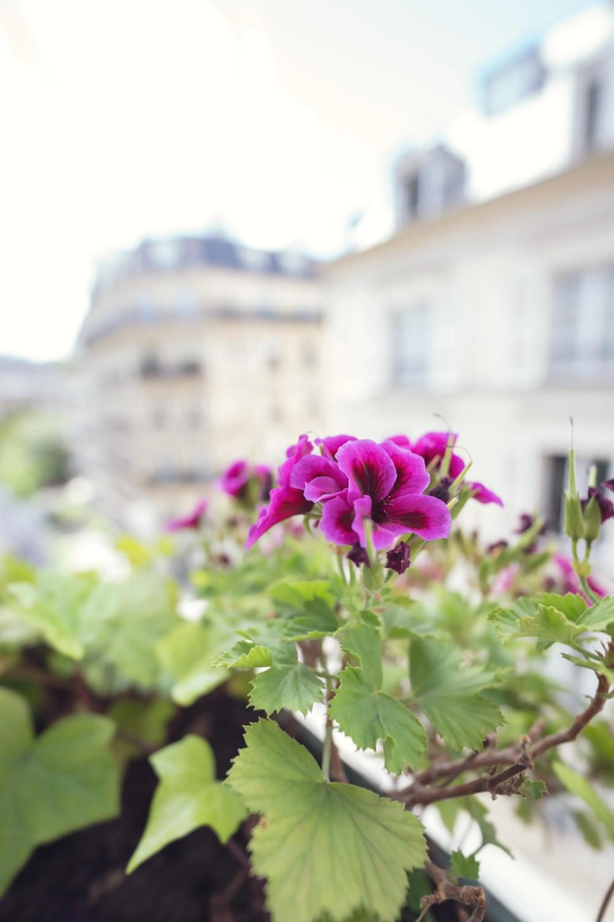 Property building in Hotel Corona -Rodier-