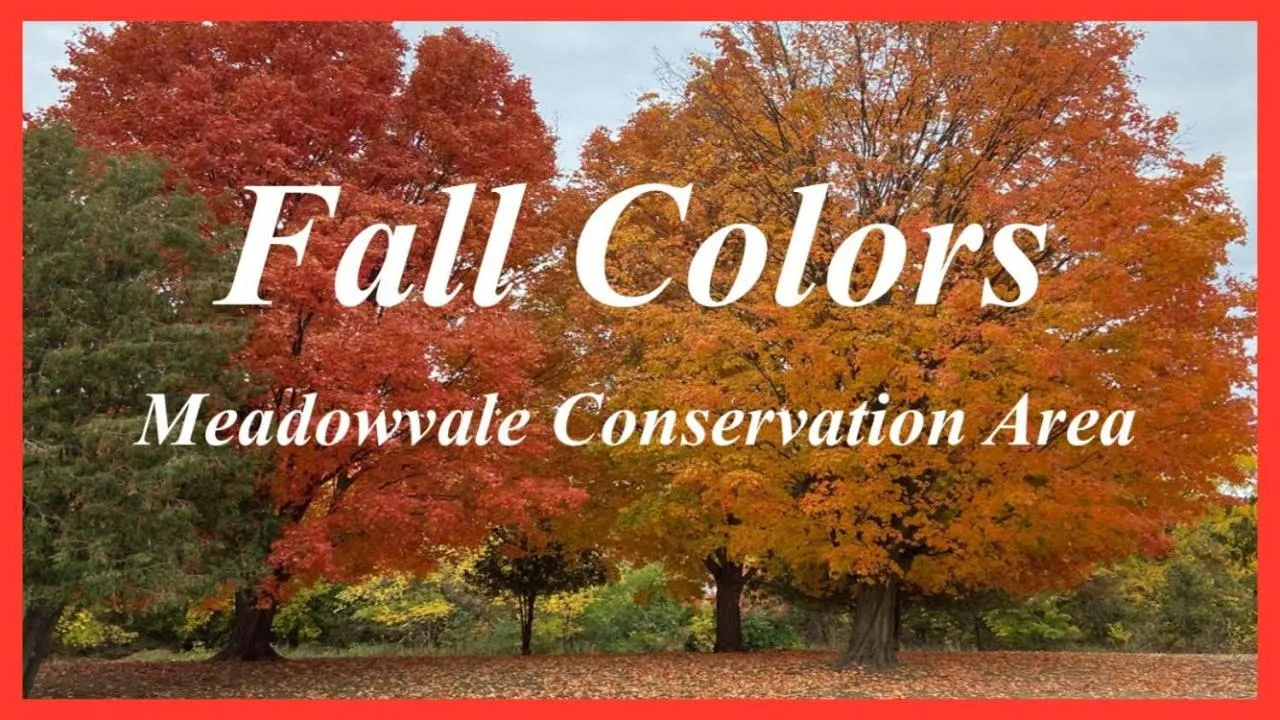 Natural landscape in Cambridge Suites Mississauga