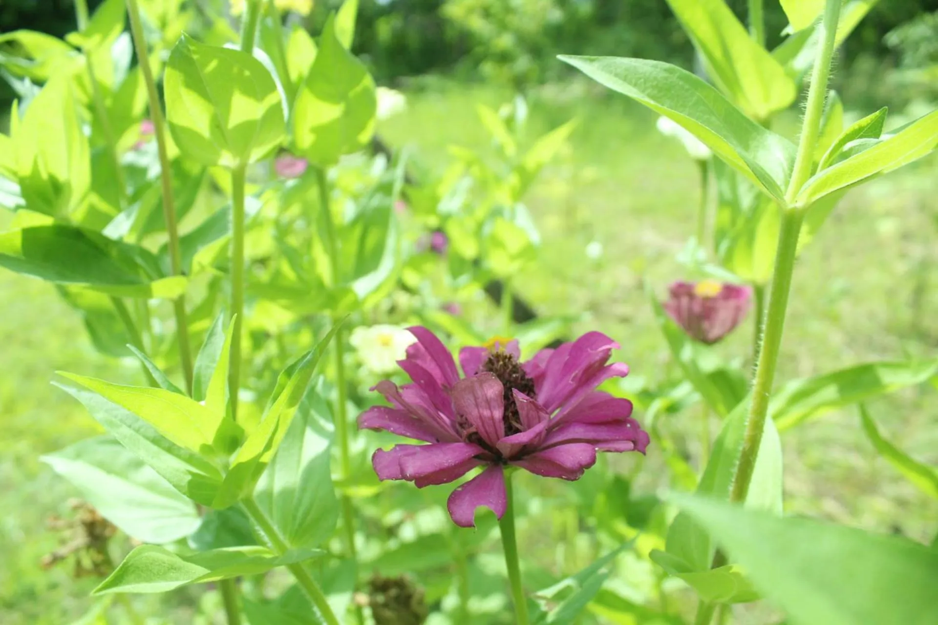 Garden view in Lala Home Stay