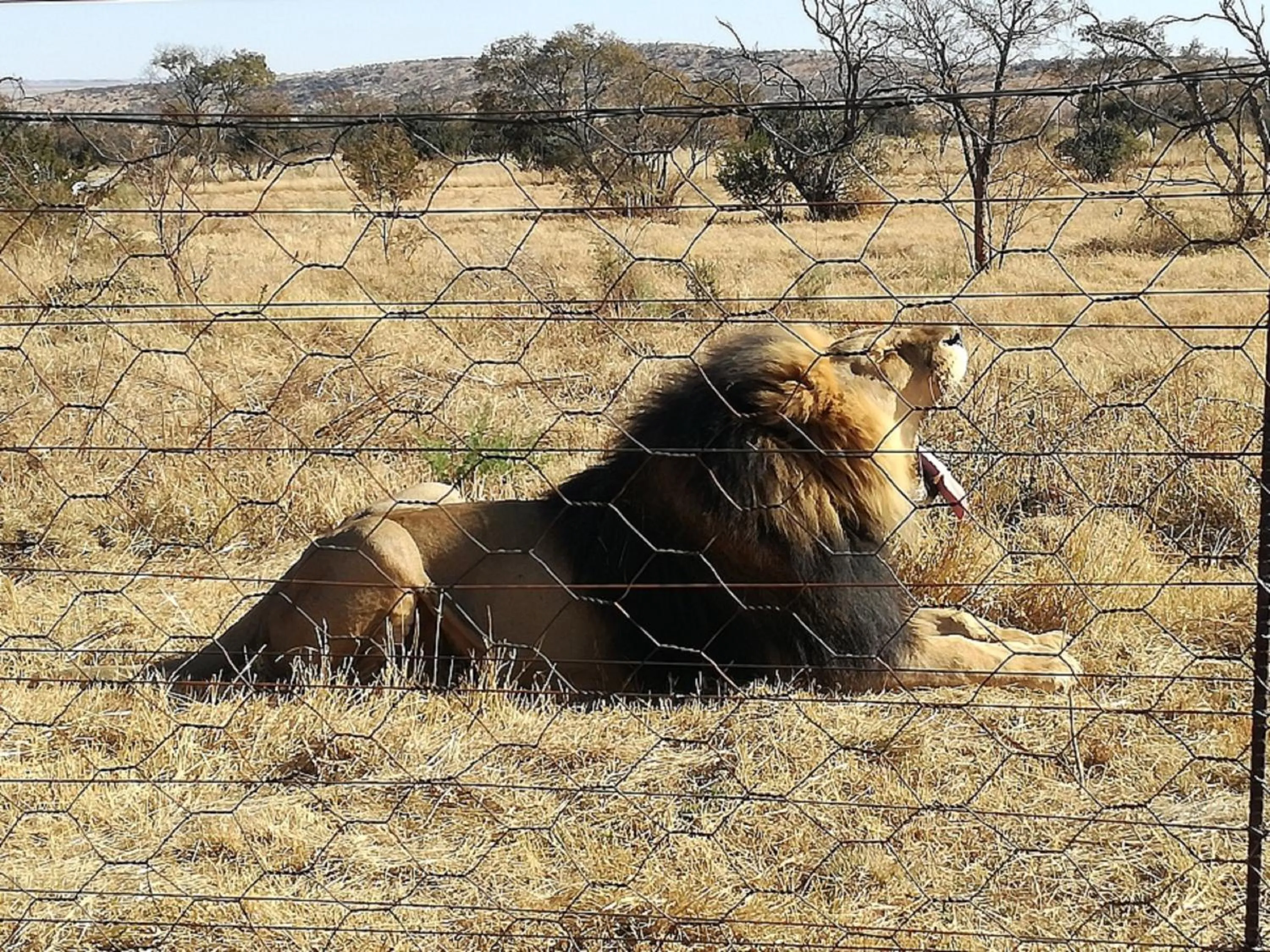 Animals in Tava Lingwe Game Lodge & Wedding Venue