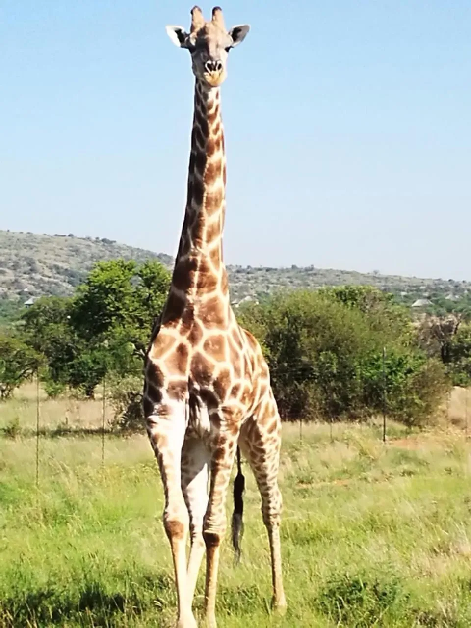Animals in Tava Lingwe Game Lodge & Wedding Venue